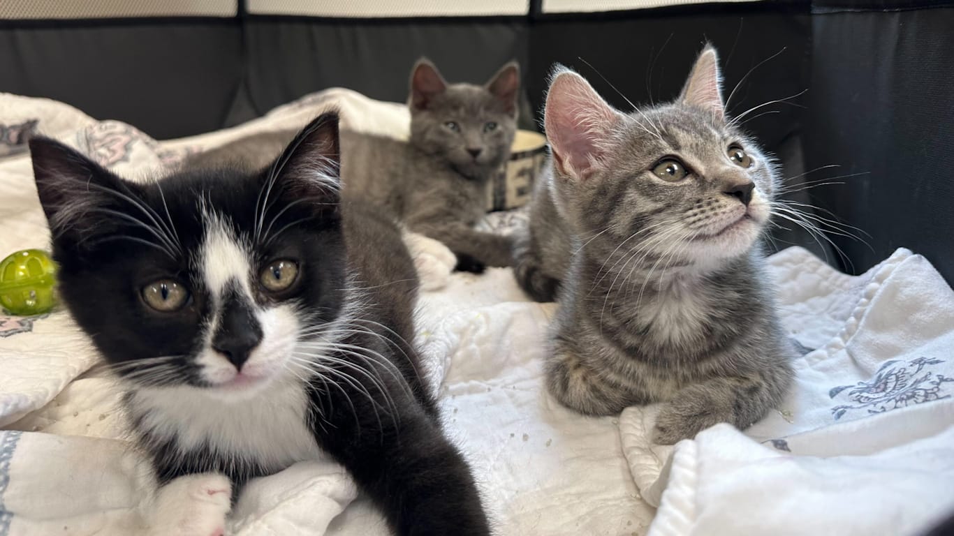 A couple of cute kittens at Peaceable Kingdom.