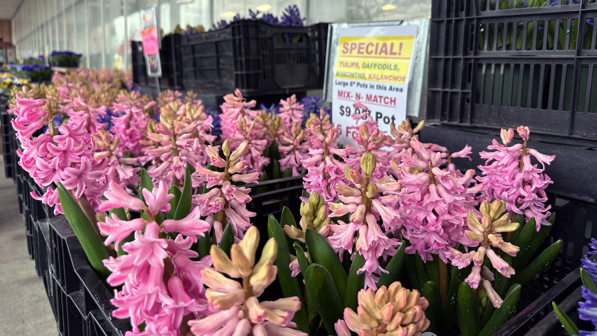 Dan Shantz Greenhouse, a popular plant destination in Allentown, closed in December 2023. But now it's back, temporarily, and