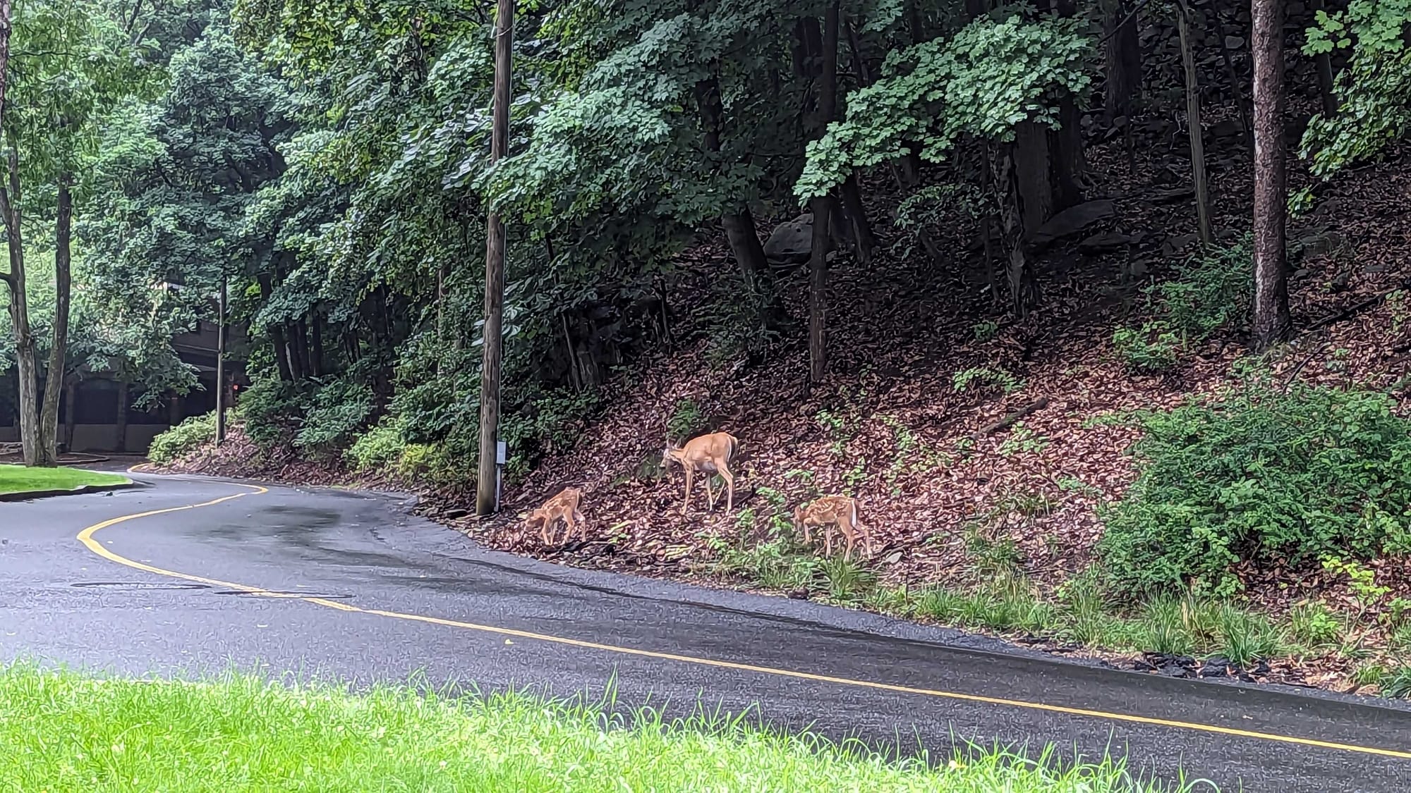 Fawns come down off the mountain in a break in the rain.