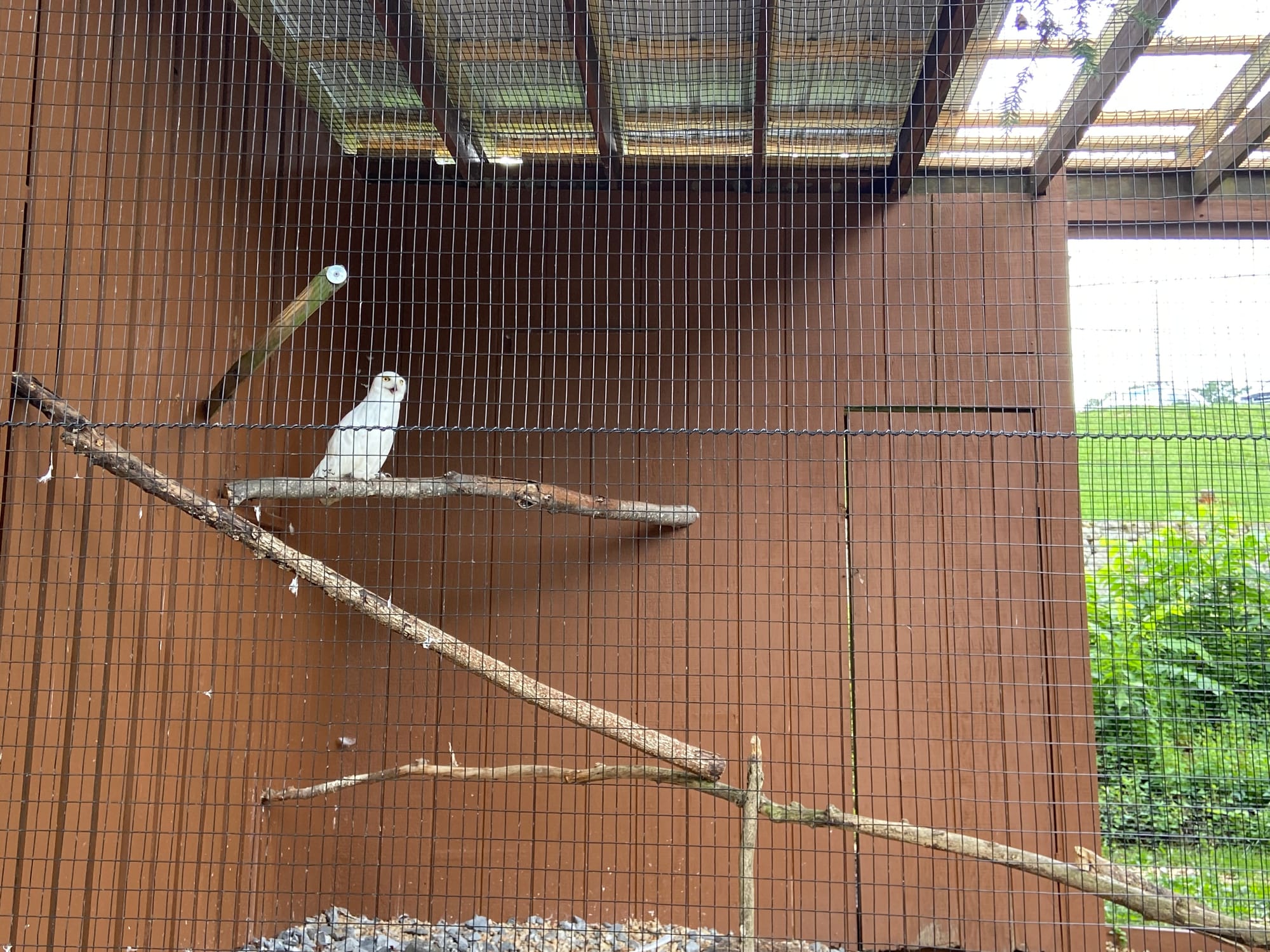 The Lehigh Valley Zoo on Tuesday held its annual "Independence Day Celebration." The event included patriotic enrichment for 