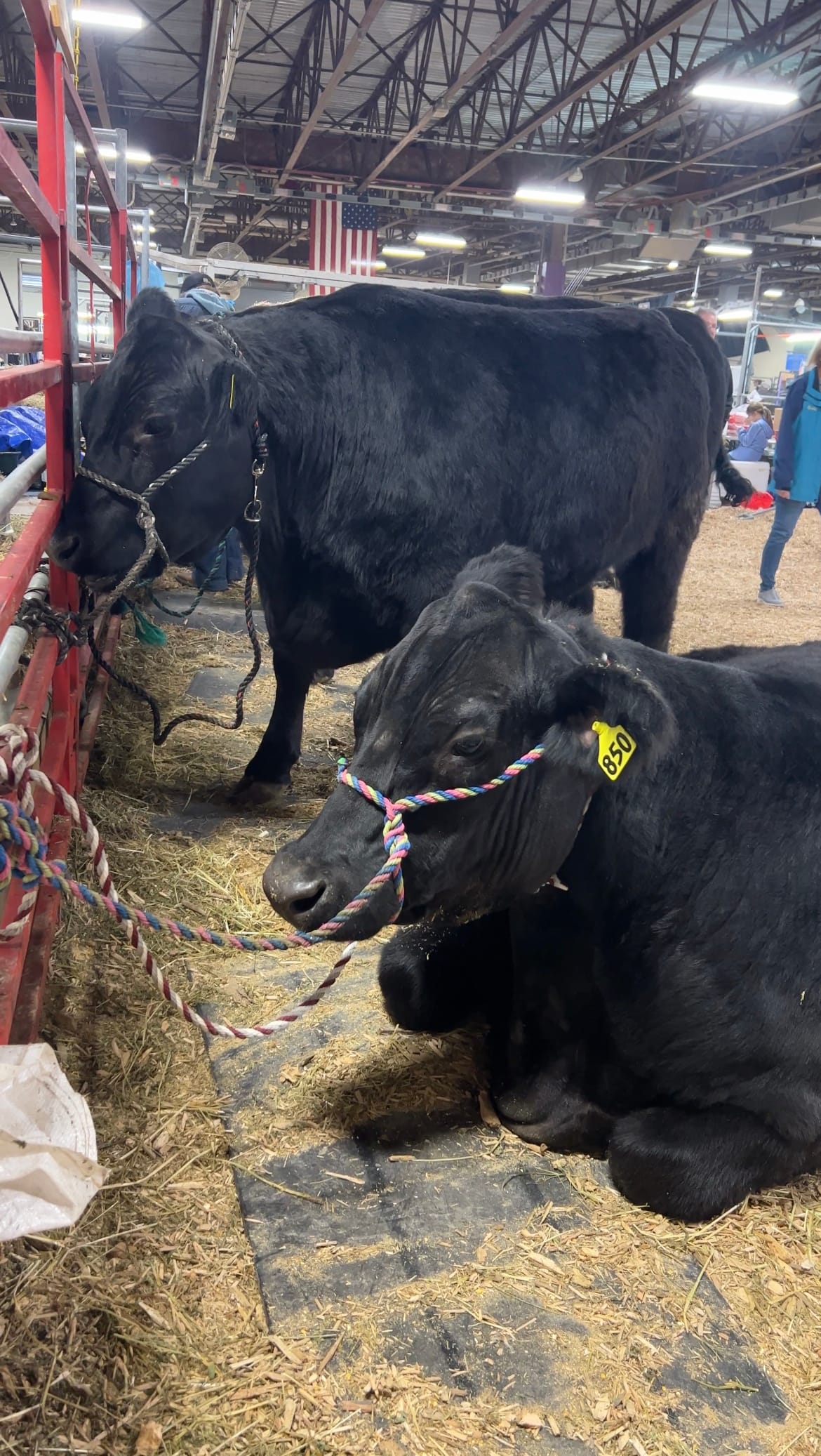 Photo of cows on show at the 2023 Pennsylvania Farm Show.