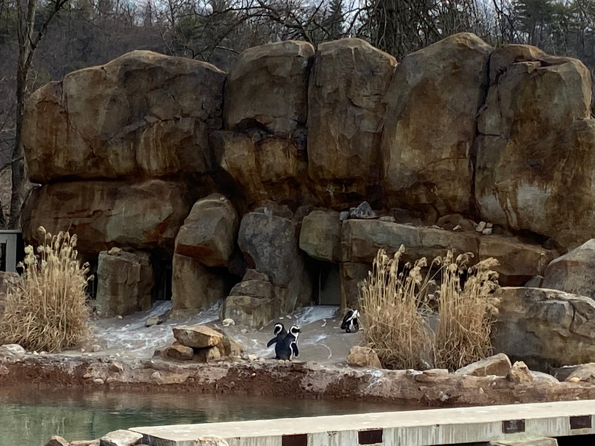 Three African penguins recently joined the Lehigh Valley Zoo's colony, bringing the total to 14. Cogsworth, LeFou and Lumiere