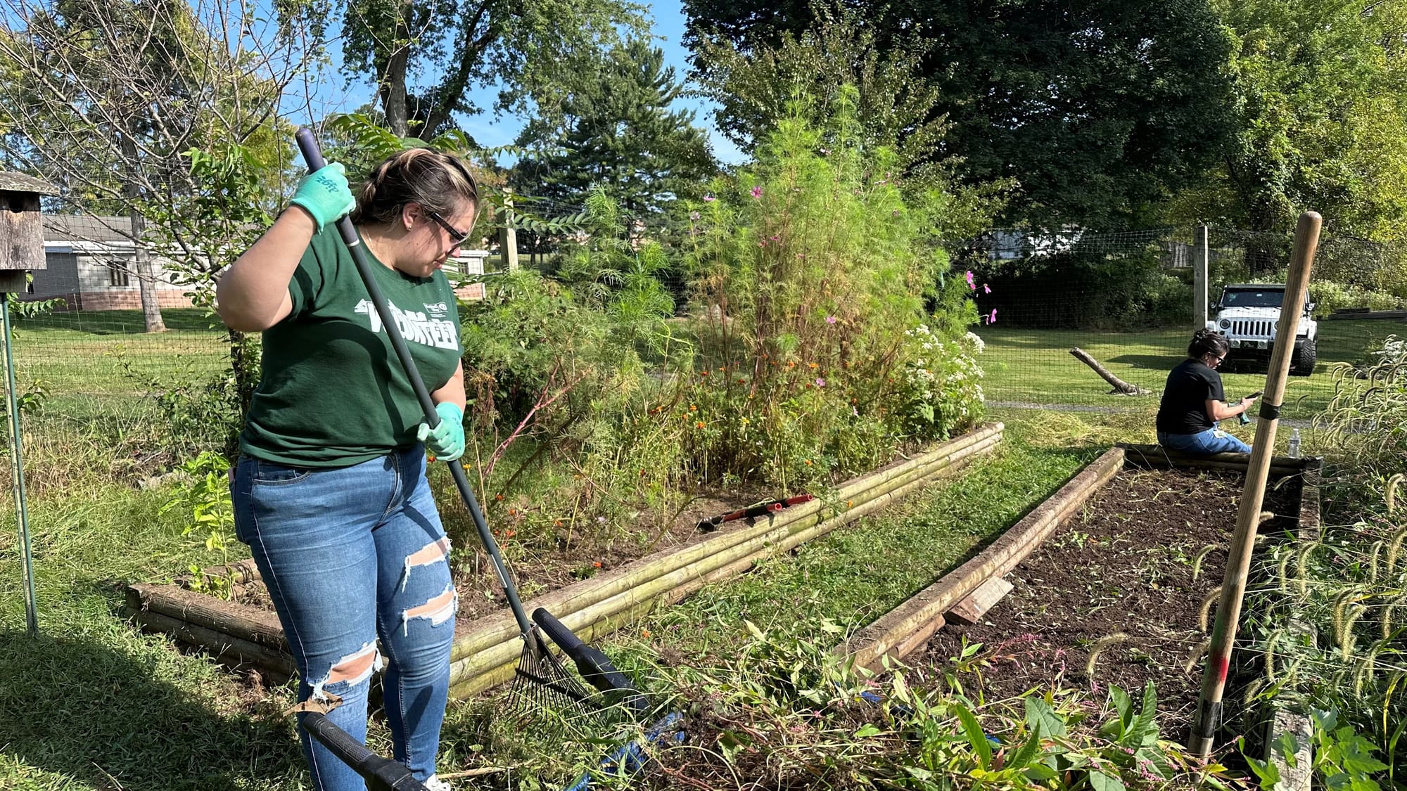 Volunteers clear out plants which will become mulch for next year's garden.
