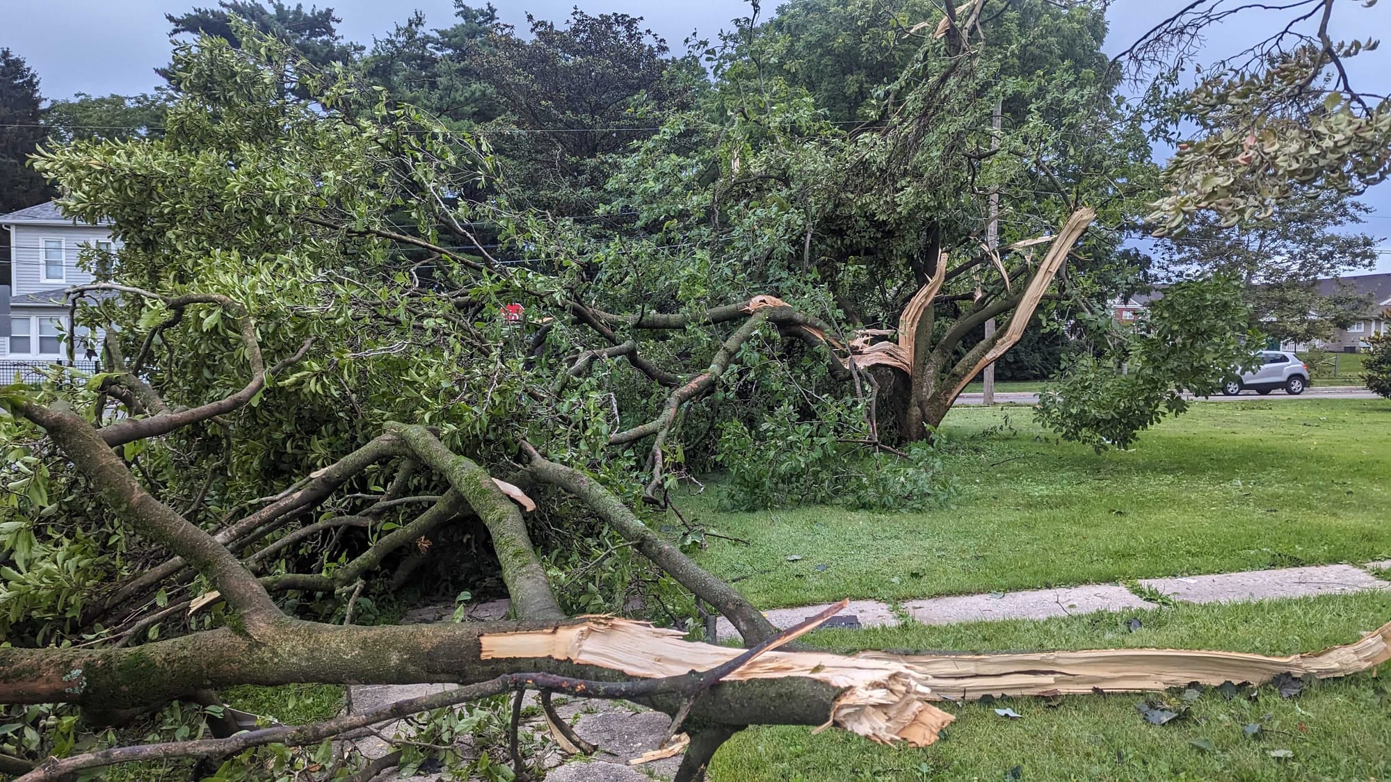 A magnolia tree shredded in a front yard in Midway Manor in east Allentown.