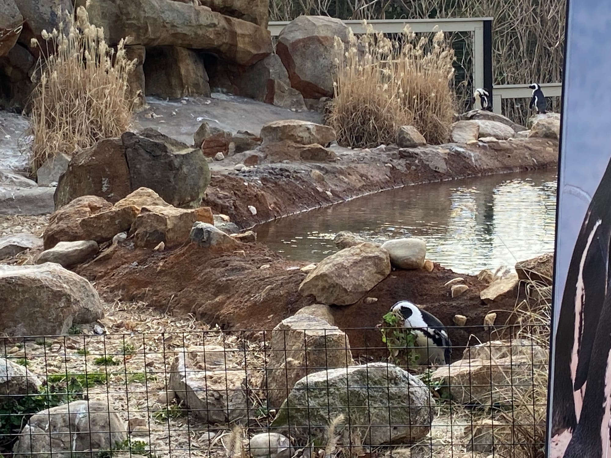 Three African penguins recently joined the Lehigh Valley Zoo's colony, bringing the total to 14. Cogsworth, LeFou and Lumiere