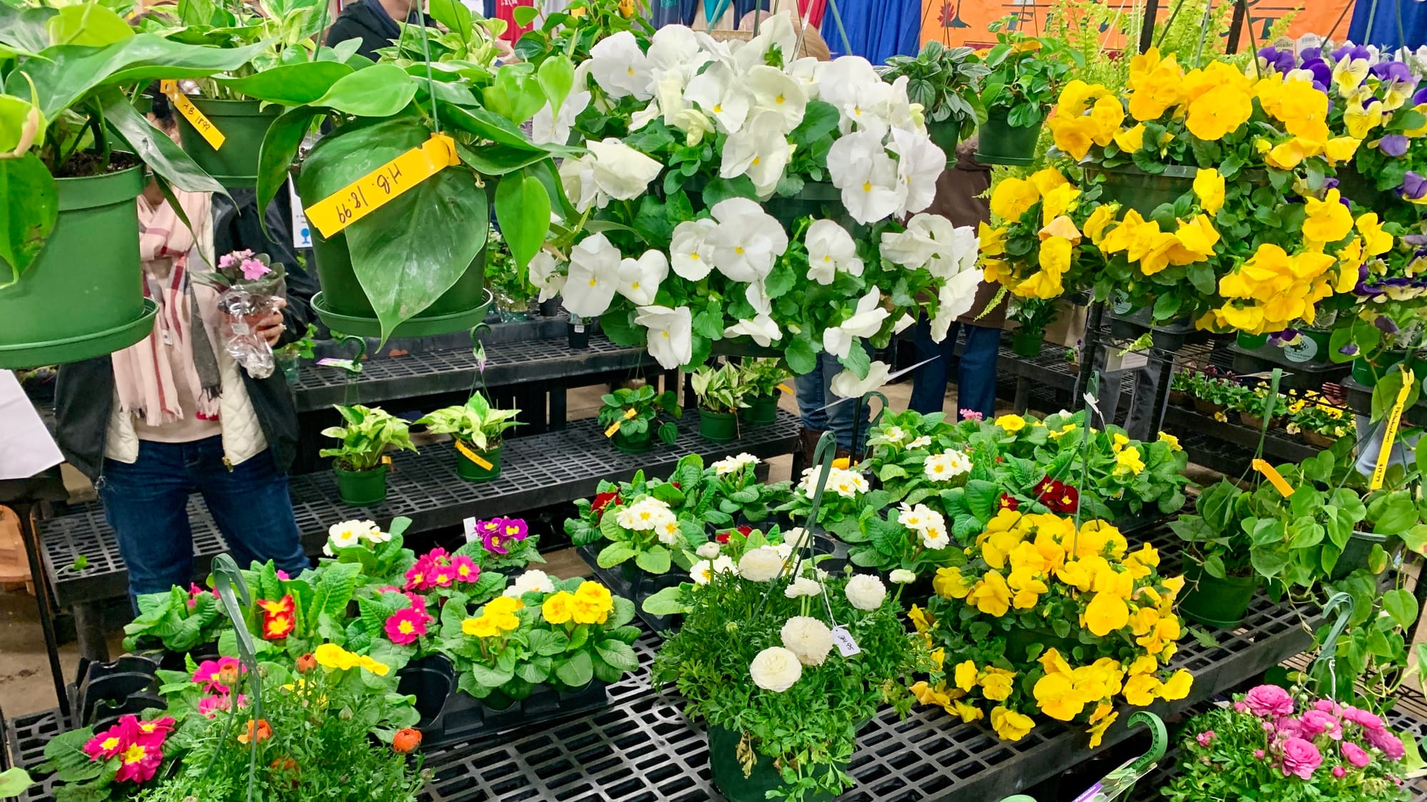 Flowers for sale at the 2024 Allentown Flower & Garden Show.