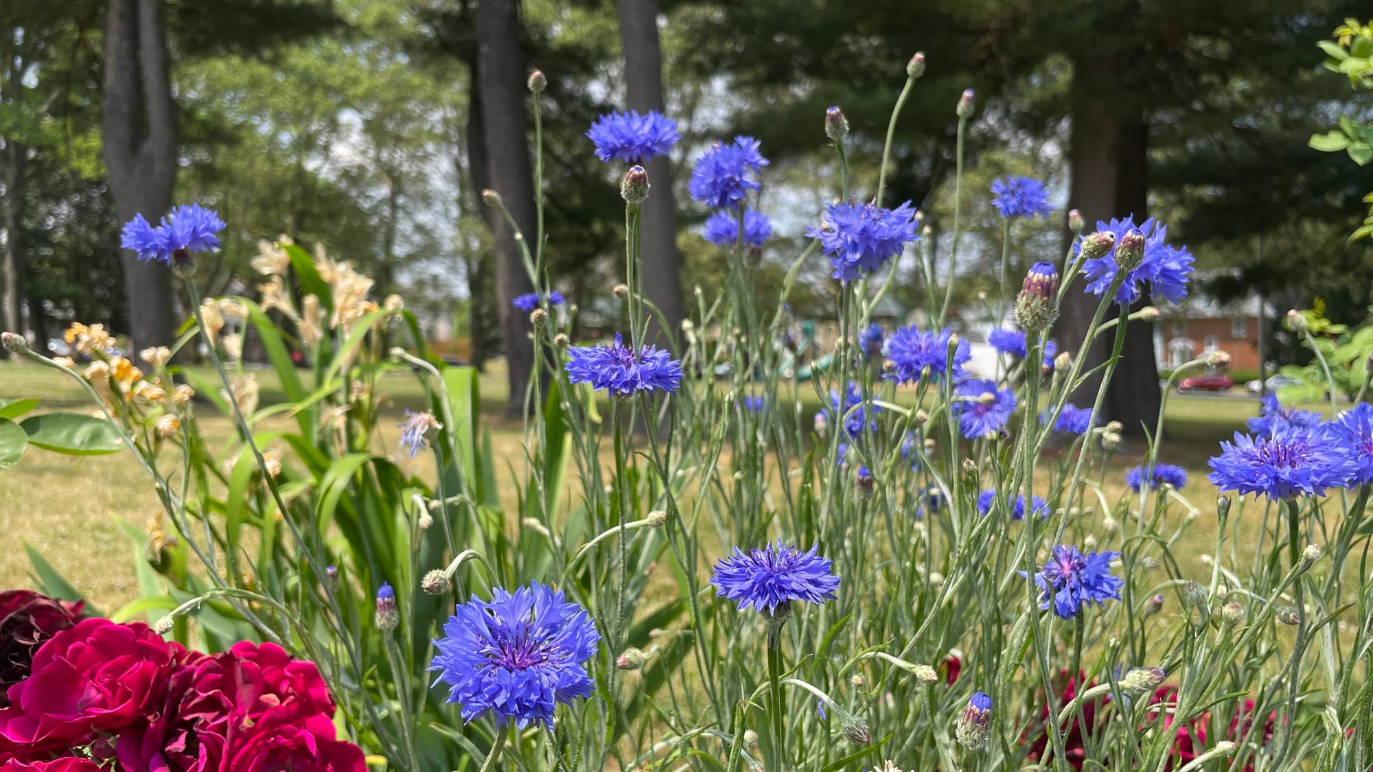 Bachelor's Button plants stand at attention.