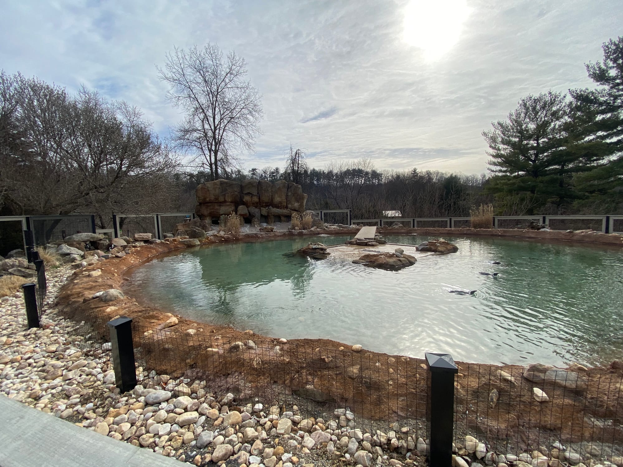 Three African penguins recently joined the Lehigh Valley Zoo's colony, bringing the total to 14. Cogsworth, LeFou and Lumiere