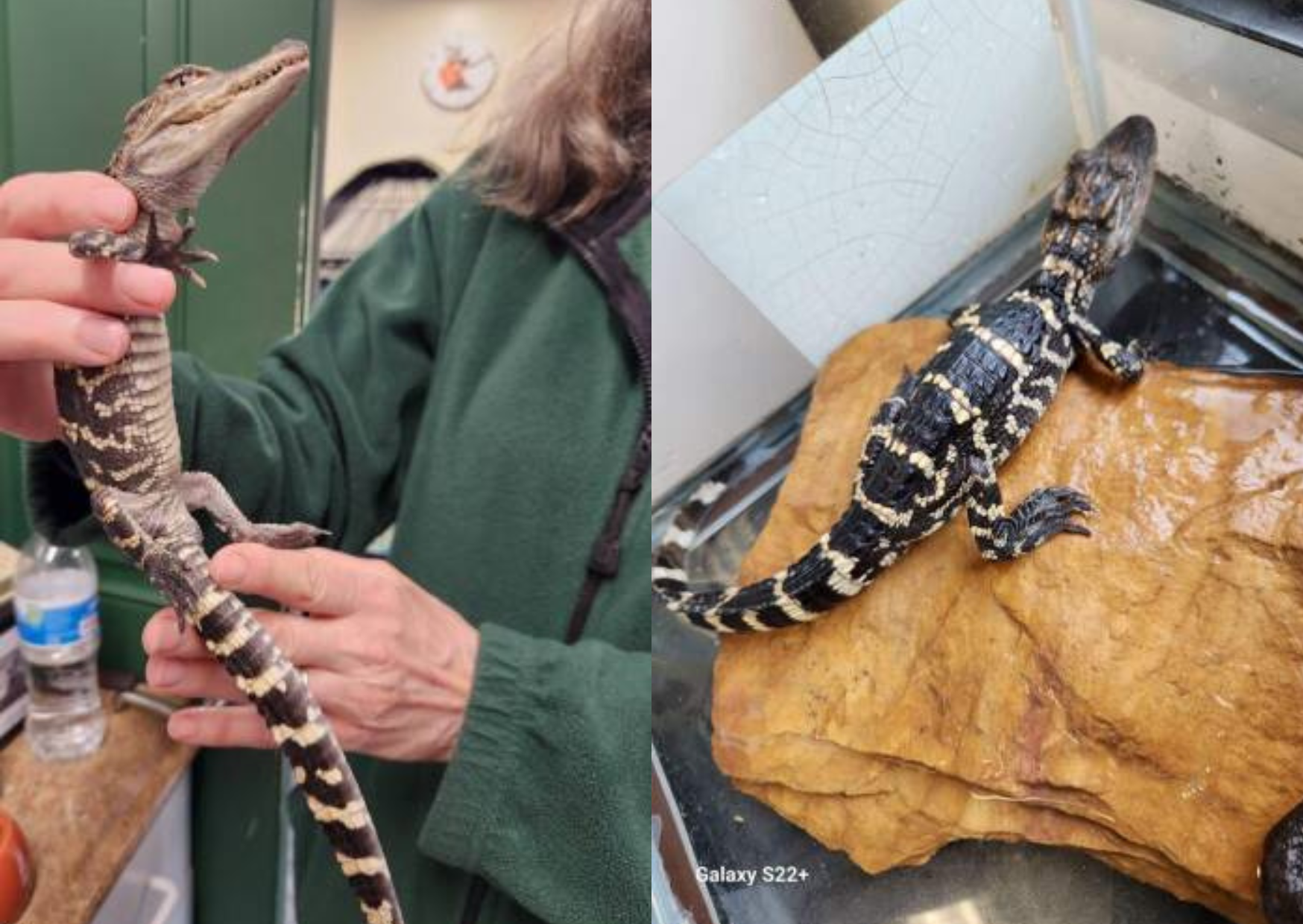 The creature is an American alligator and was being cared for Saturday, April 29, 2023, at the Pocono Wildlife Rehabilitation
