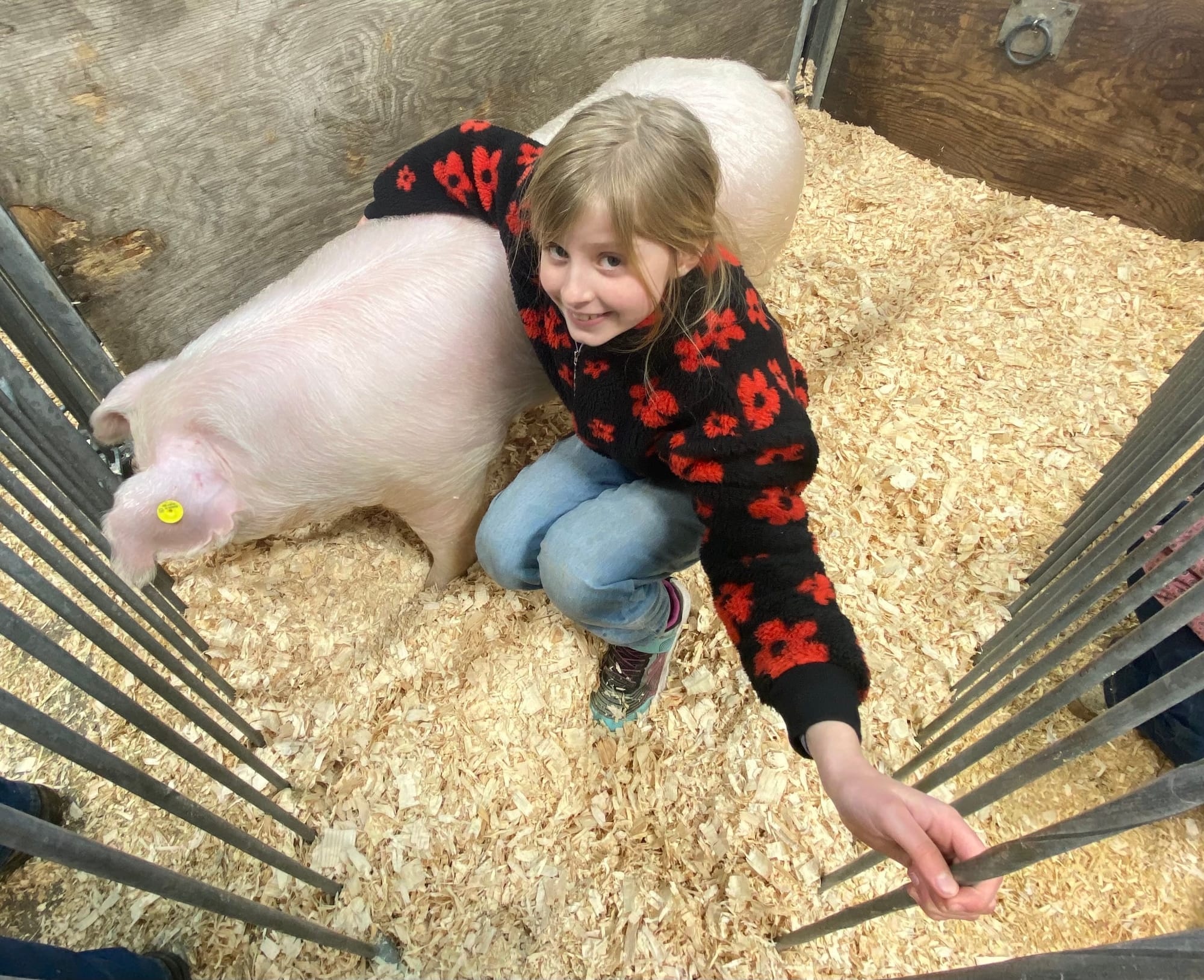 Katniss Lazarus, 9, of Germansville, won 2nd in swine with her pig, Mr. Pink, and 5th in sheep with her lamb, Megatron at the