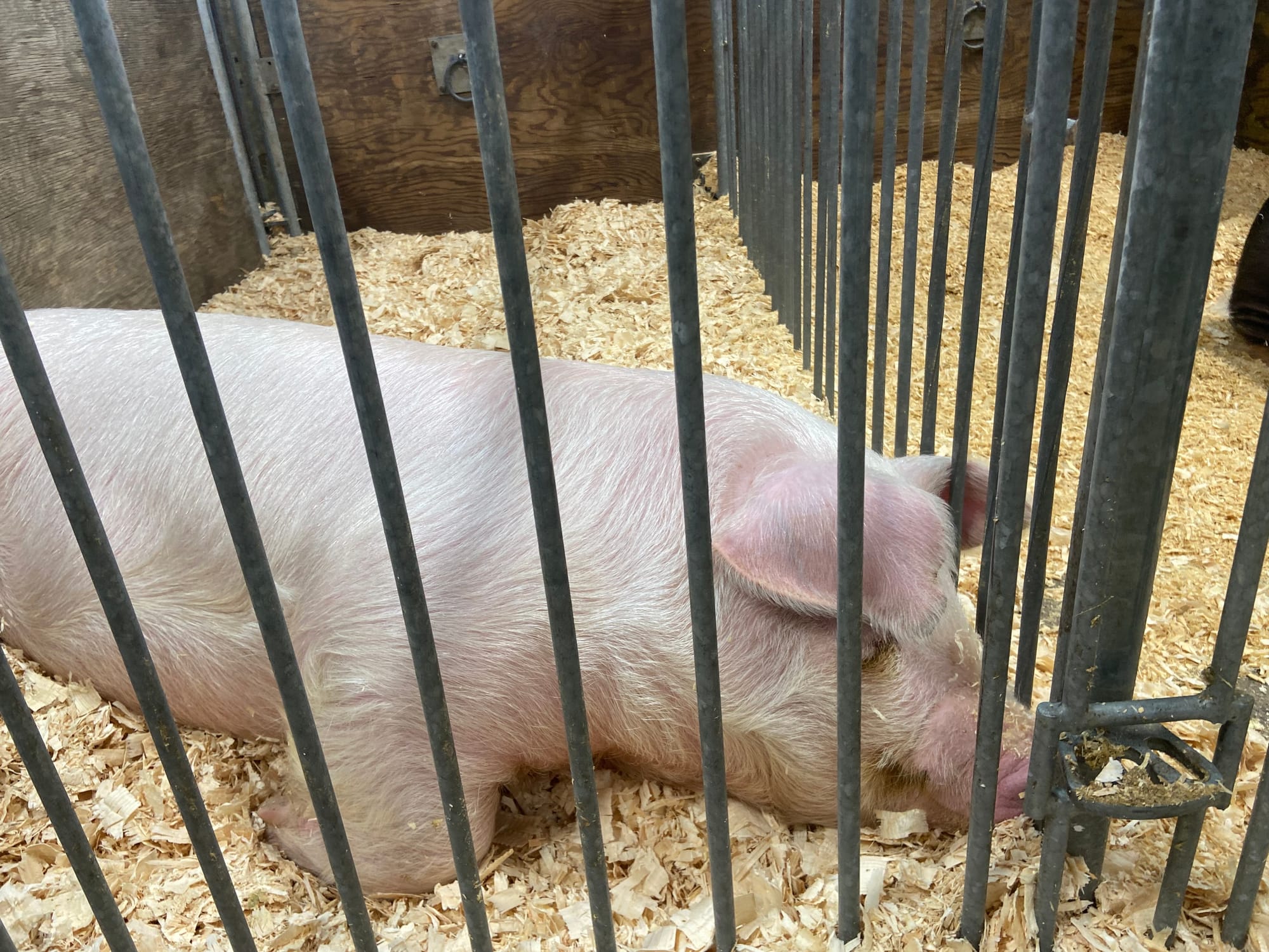 The 109th PA Farm Show opened Friday. Billed as the largest indoor agricultural event in the world, it includes 24 acres of a