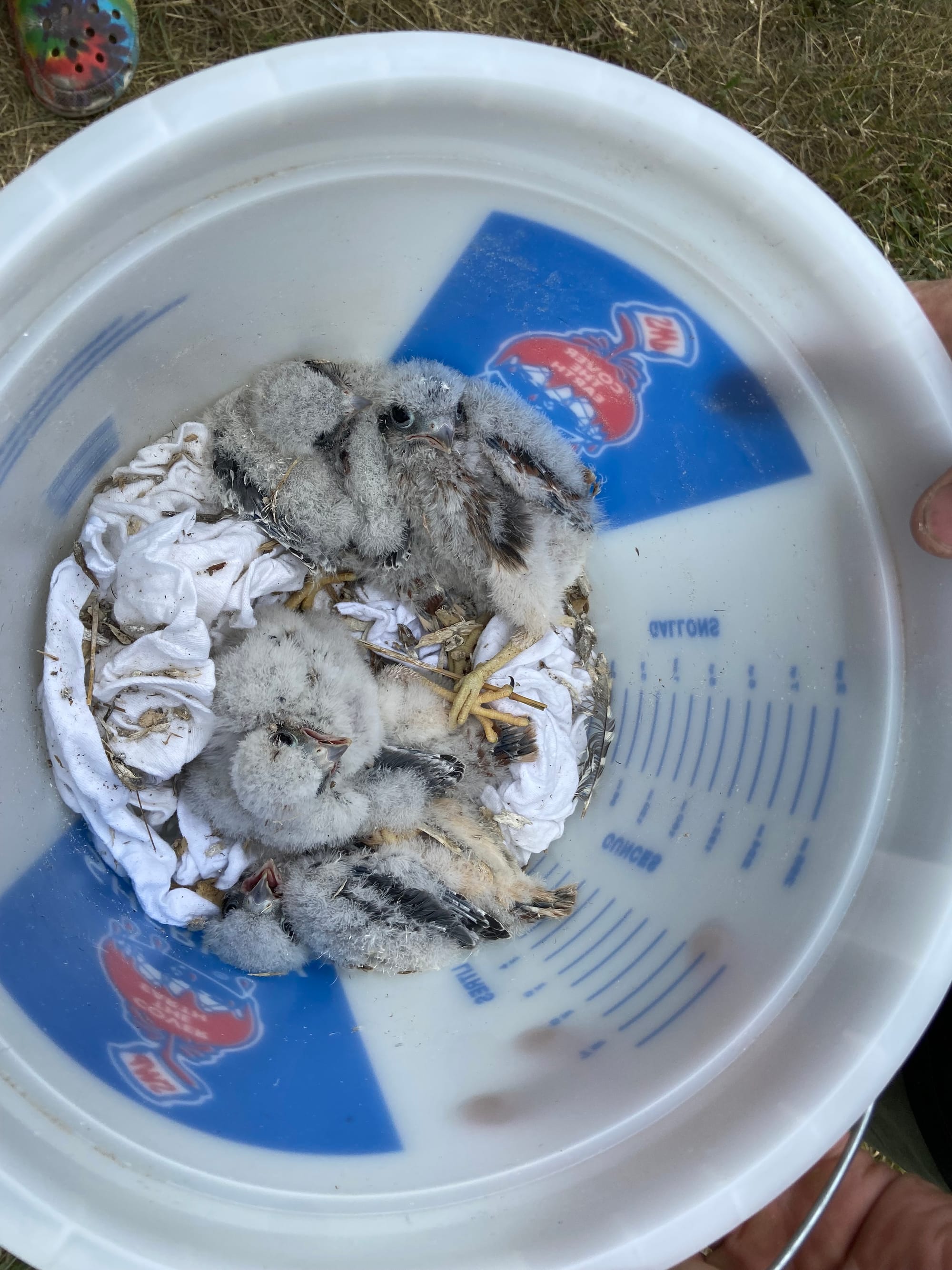 Five American kestrels, four male and one female, were banded Thursday afternoon at Grand Central Landfill in Pen Argyl.
