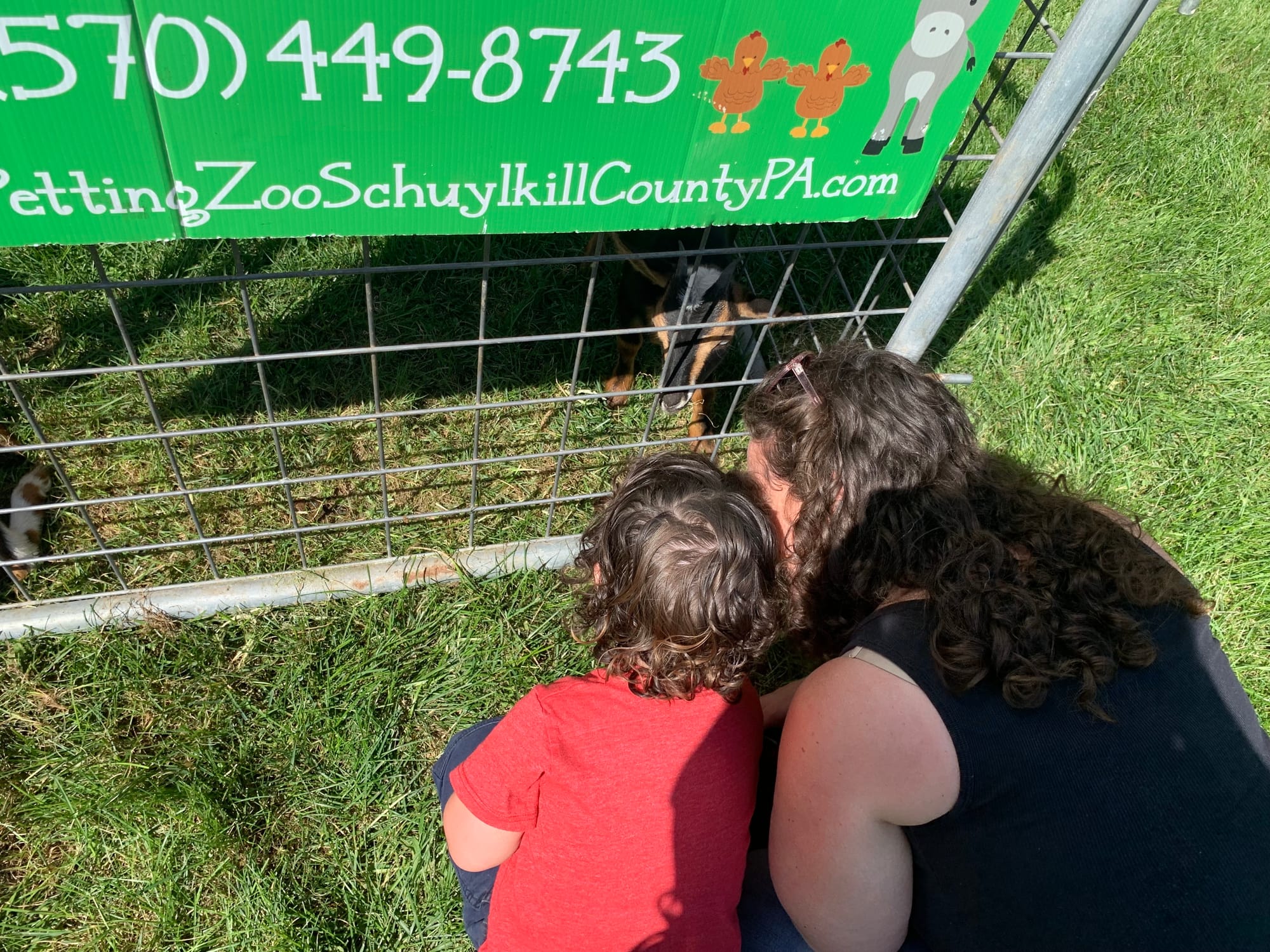 Festival visitors look at a goat in the petting zoo.