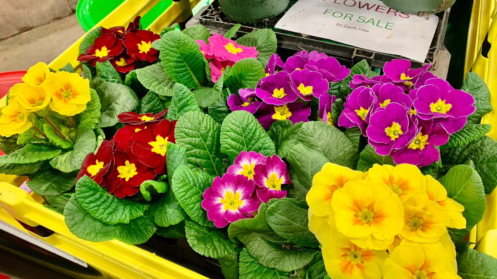 Primroses at the 2024 Lehigh Valley Flower & Garden Show.