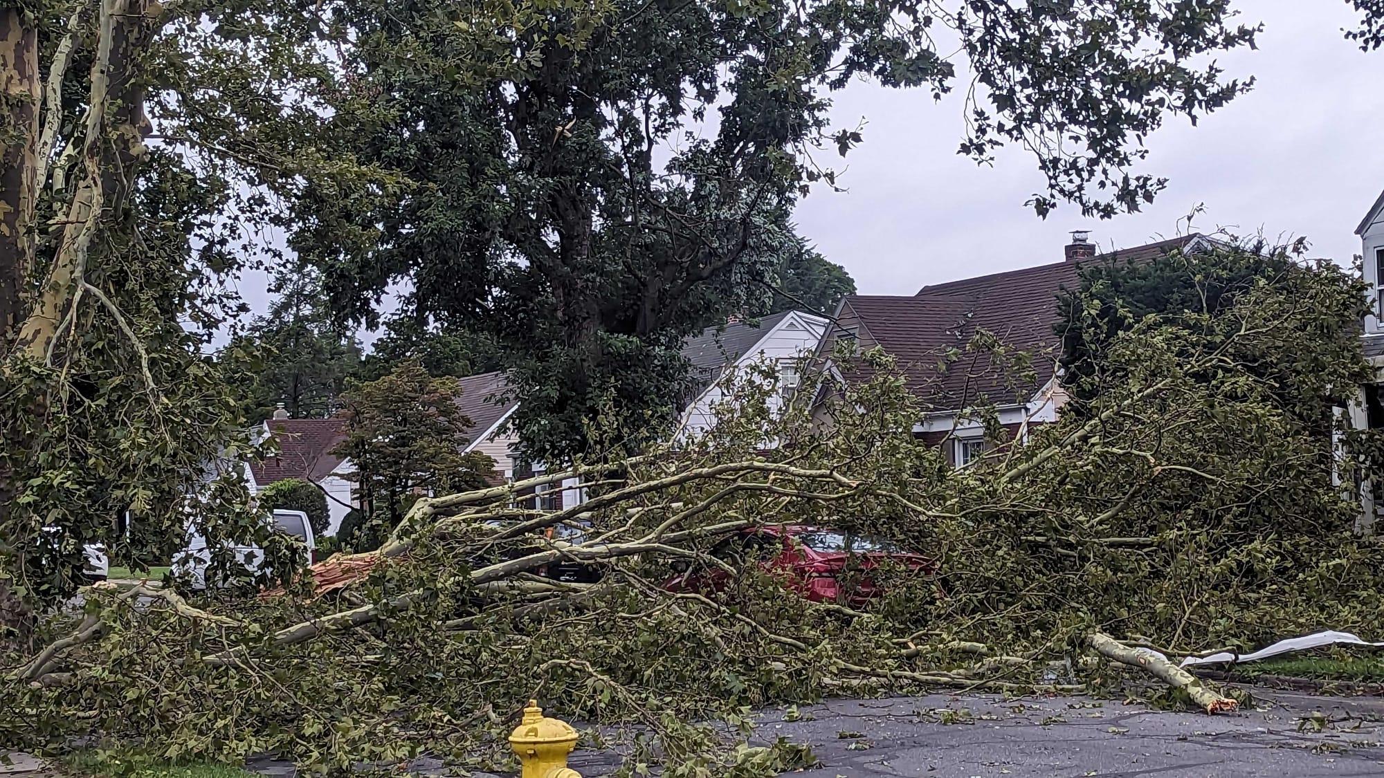 A car under a tree across Wahneta St.