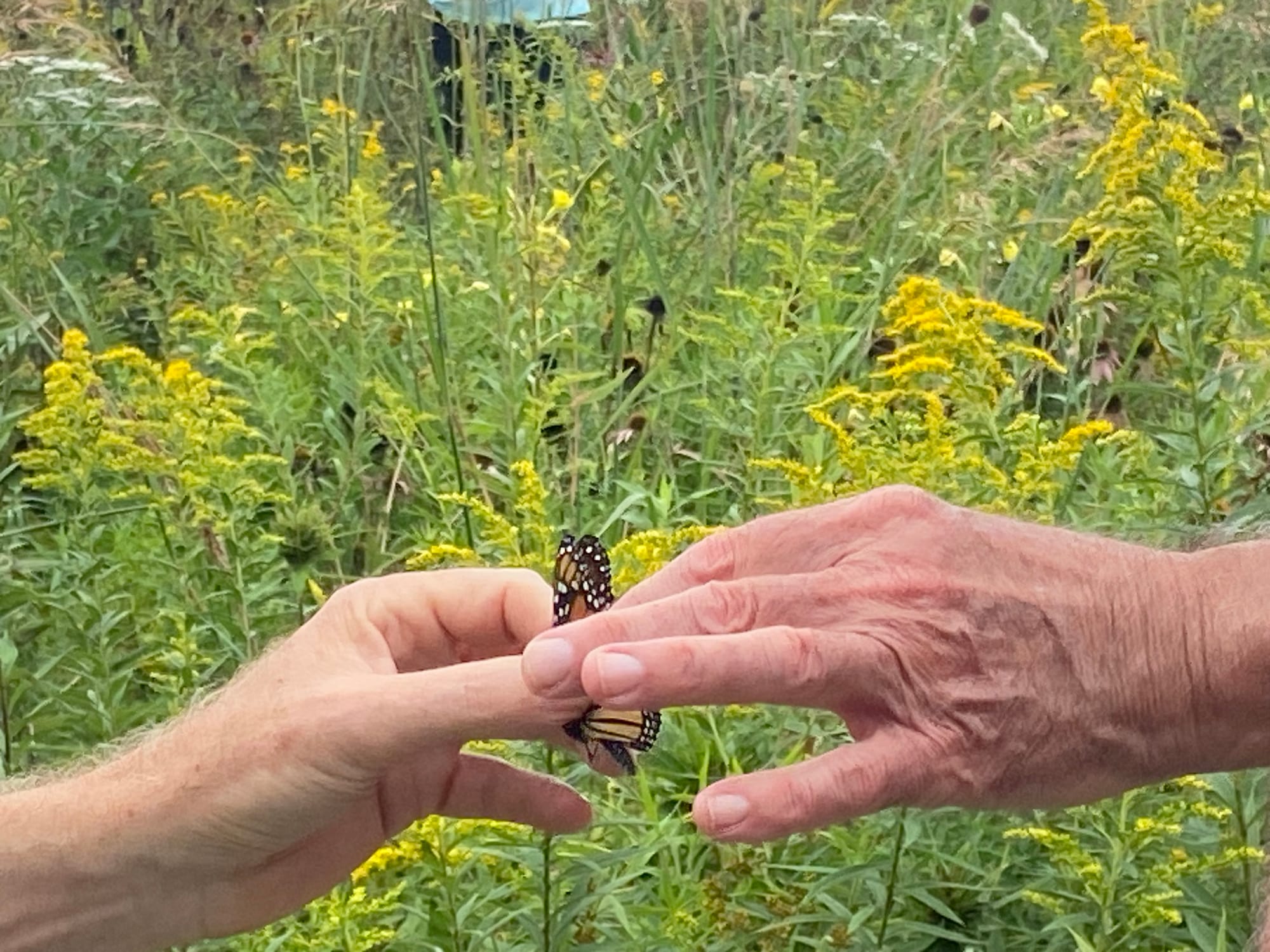 Officials at Jacobsburg Environmental Education Center on Wednesday held their annual "Monarch Madness" event for adults. Vol