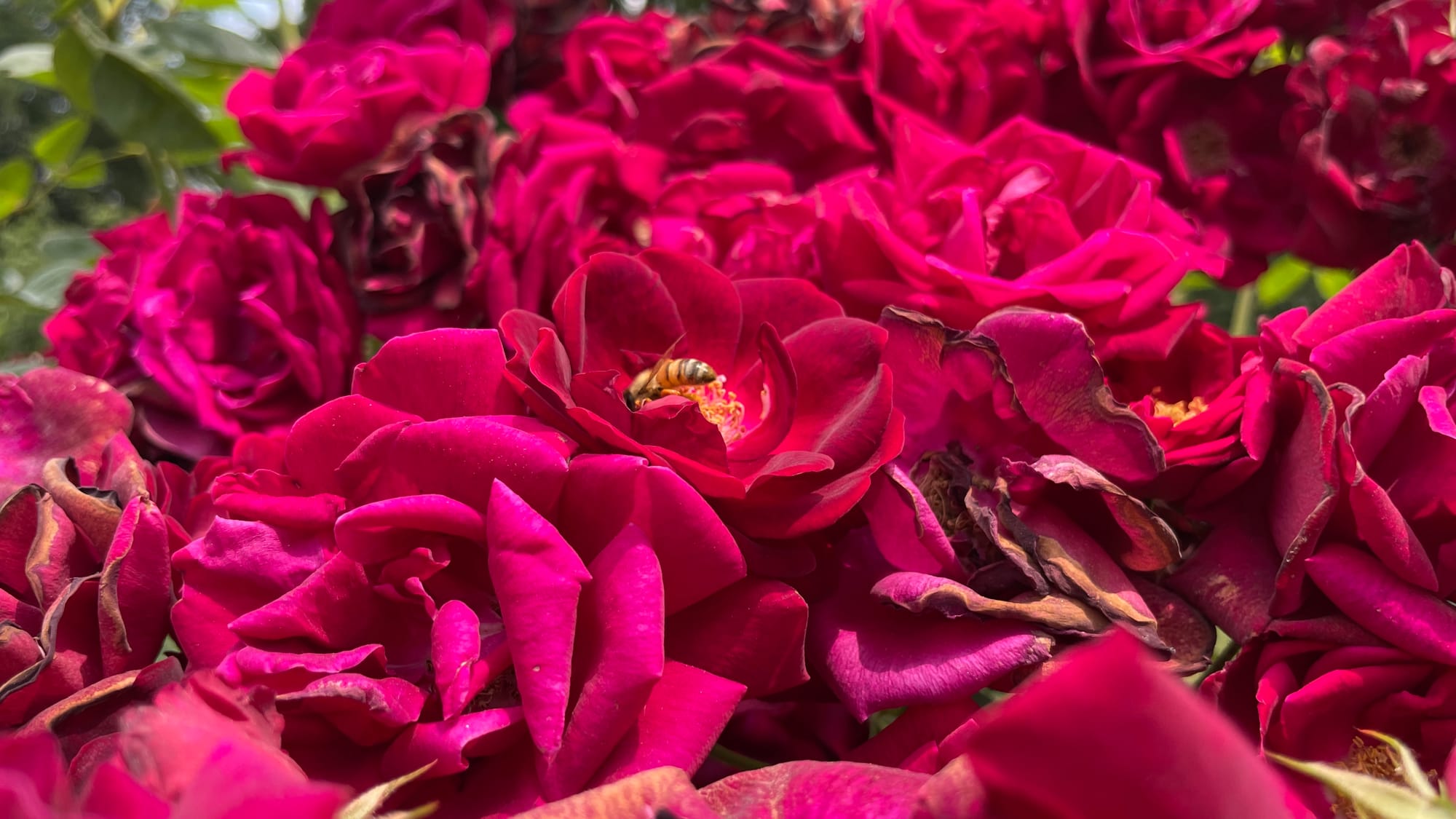 A bee finds a home on a rose.