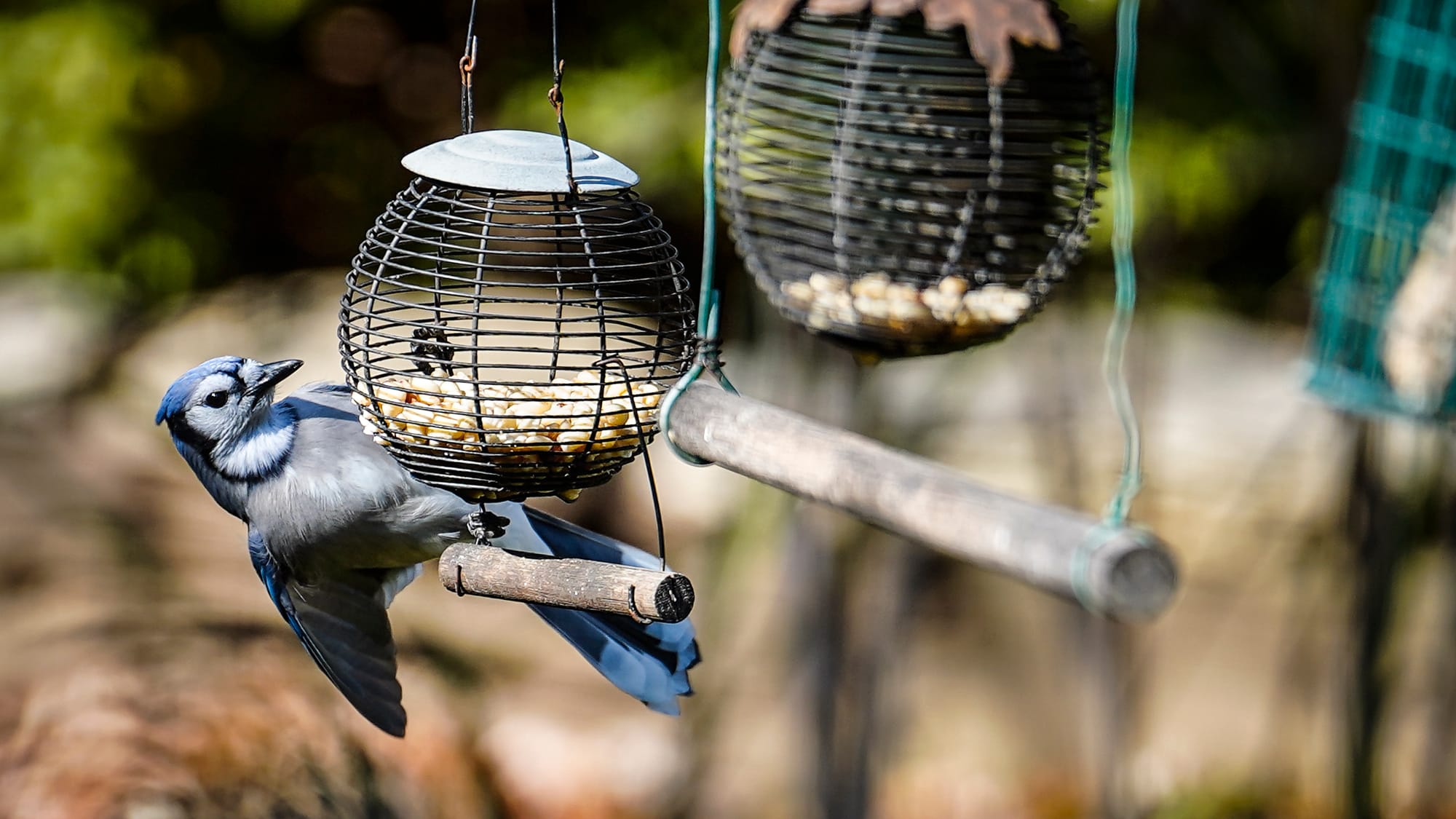 A blue jay visits Fred Buse's backyard. Fred Buse, 87, of South Whitehall Township, has been tracking climate change in his A