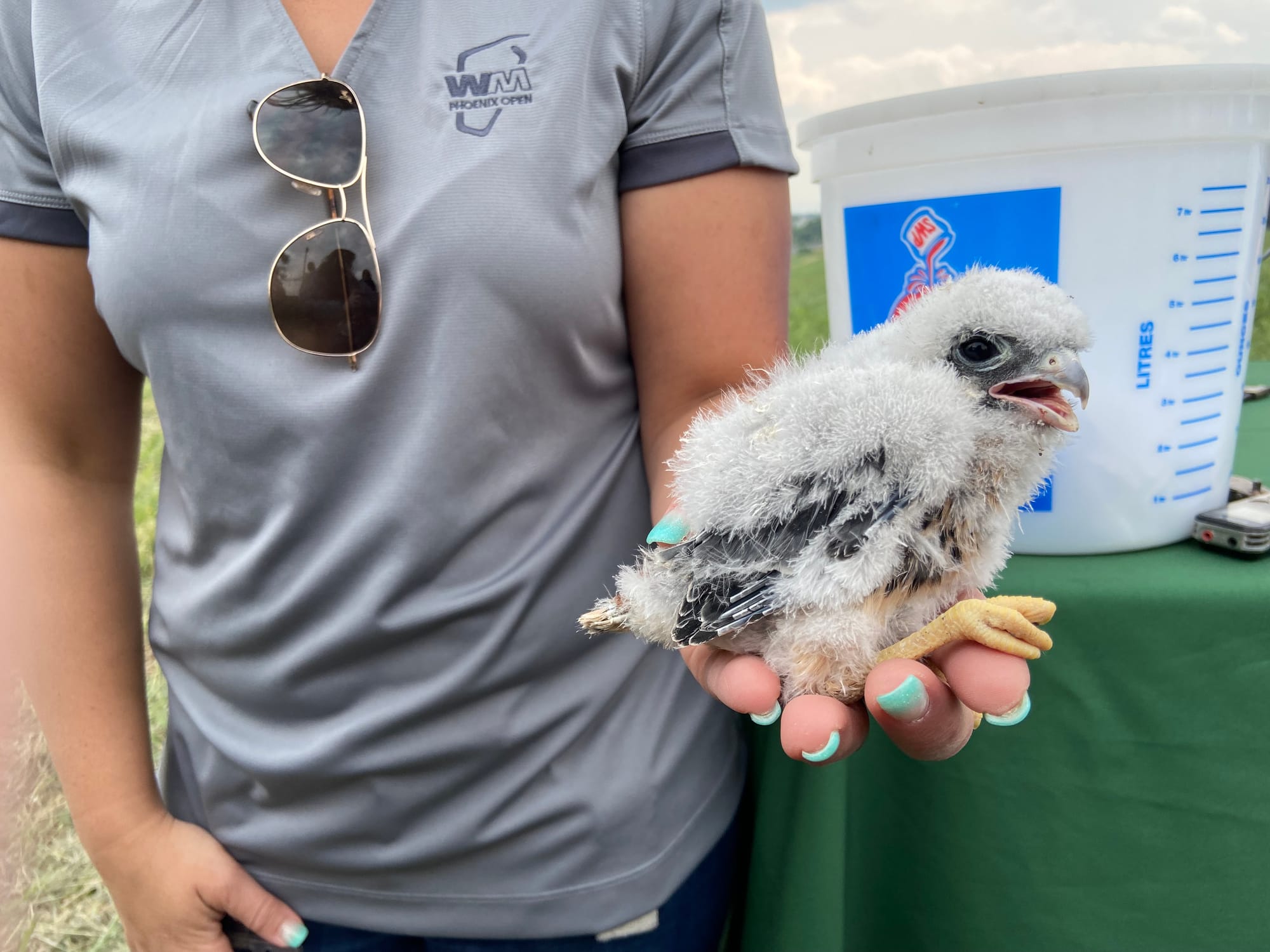 Five American kestrels, four male and one female, were banded Thursday afternoon at Grand Central Landfill in Pen Argyl.