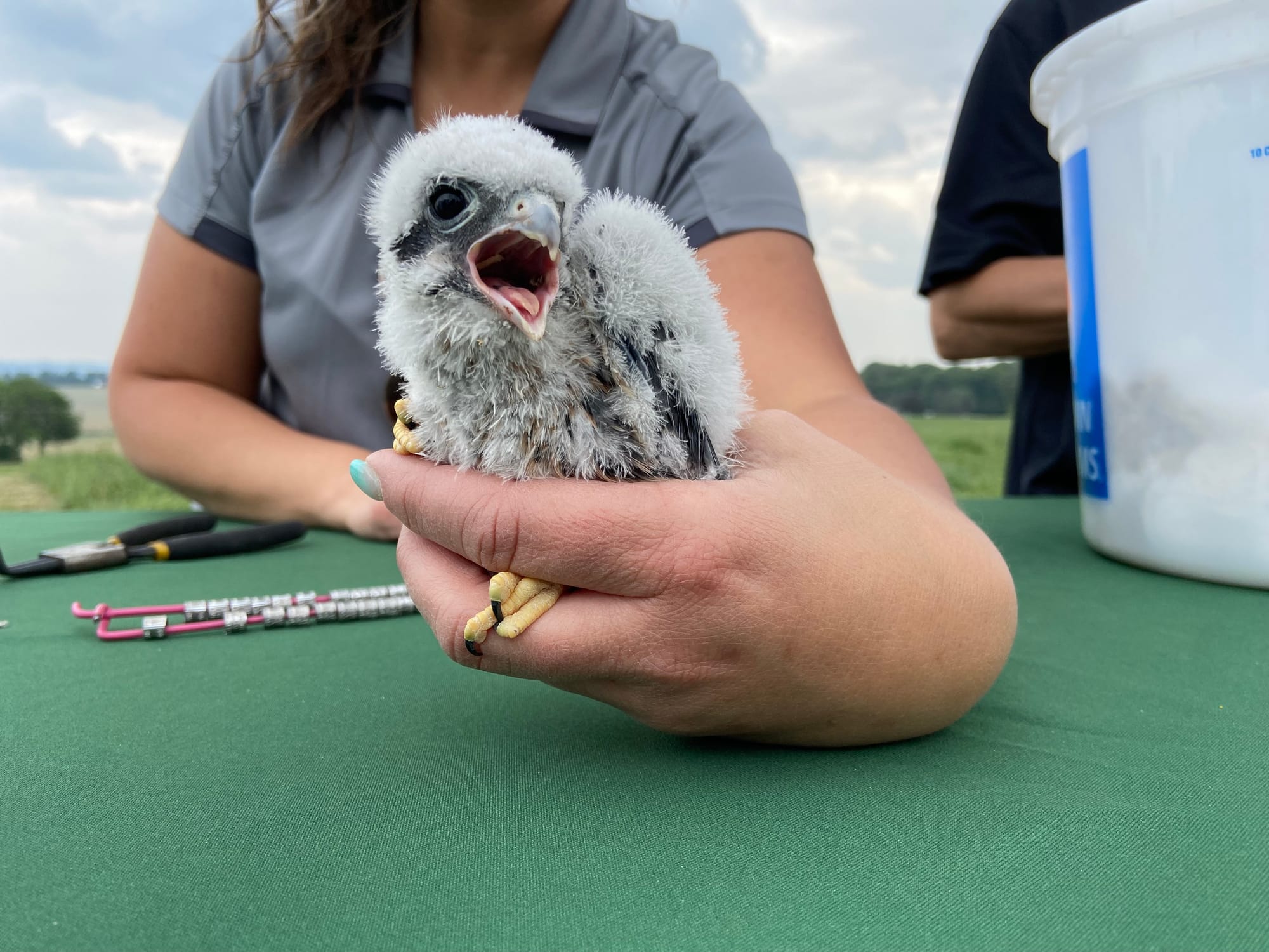 Five American kestrels, four male and one female, were banded Thursday afternoon at Grand Central Landfill in Pen Argyl.