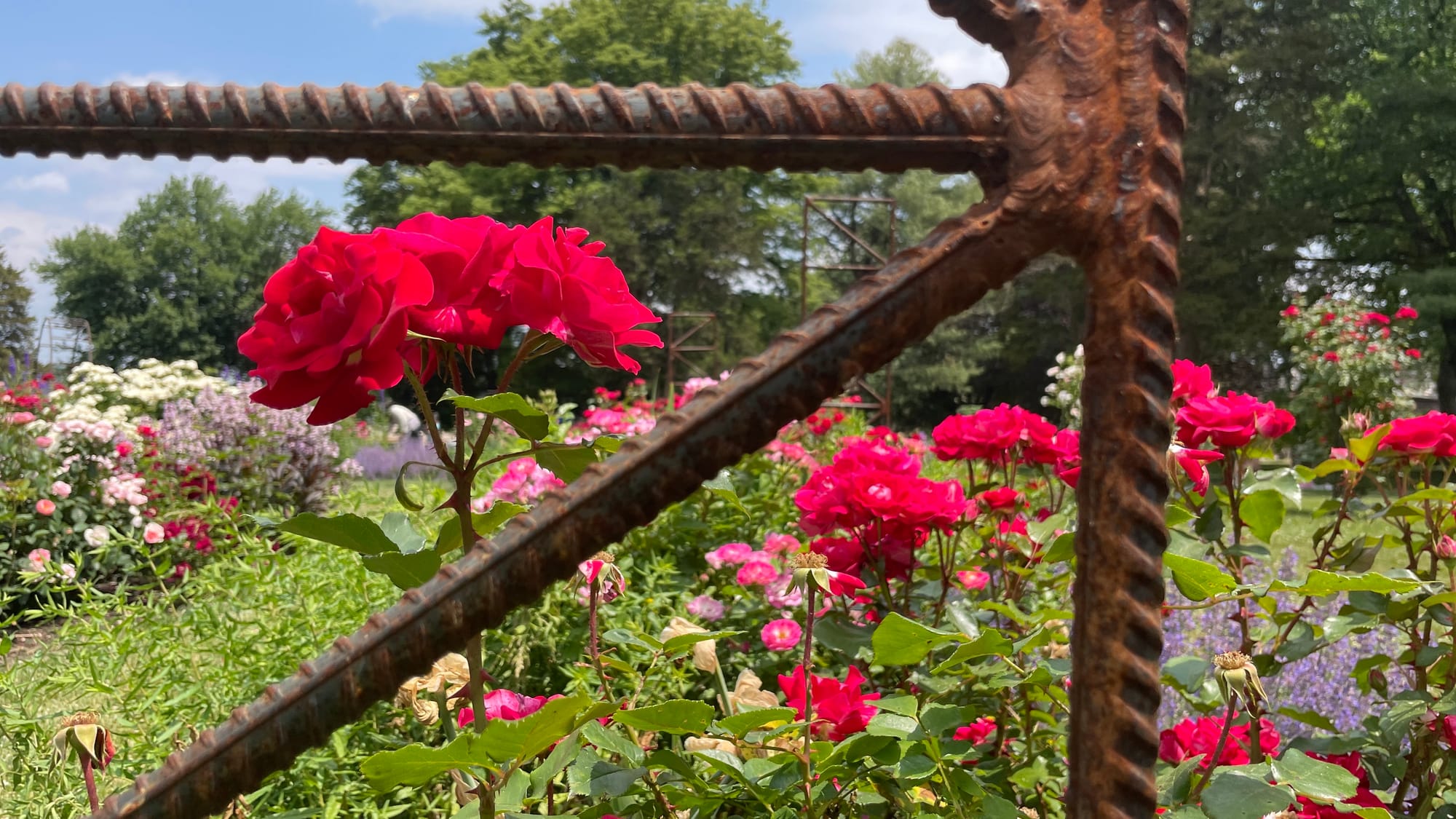 Roses peek through.