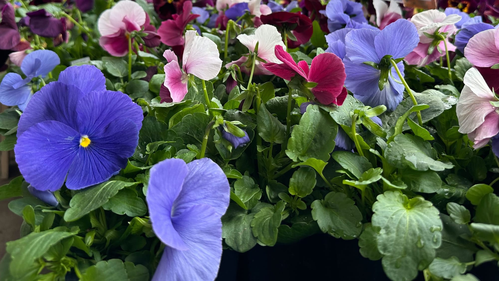 Dan Shantz Greenhouse, a popular plant destination in Allentown, closed in December 2023. But now it's back, temporarily, and