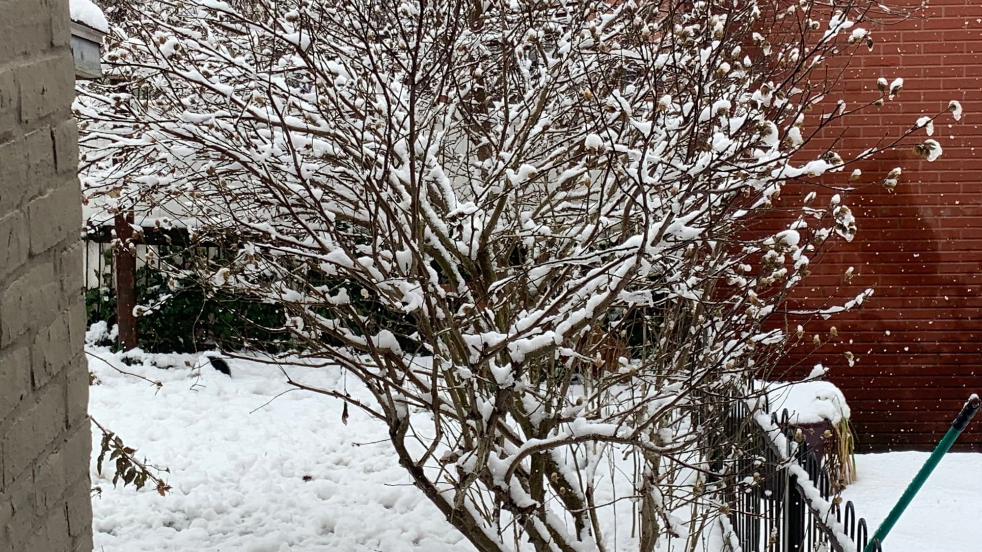 A backyard off of Hayes Street in Bethlehem.