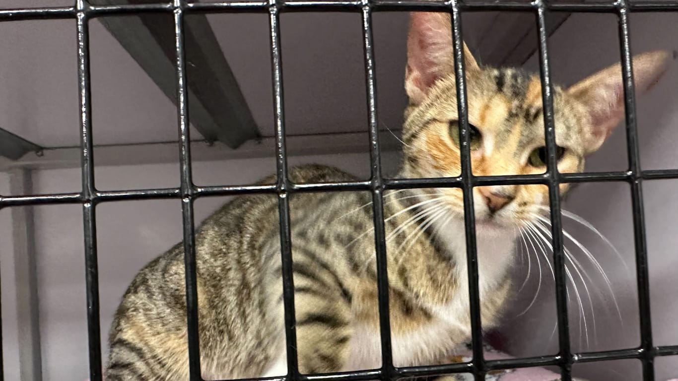 One of the residents of Peaceable Kingdom's cat room.