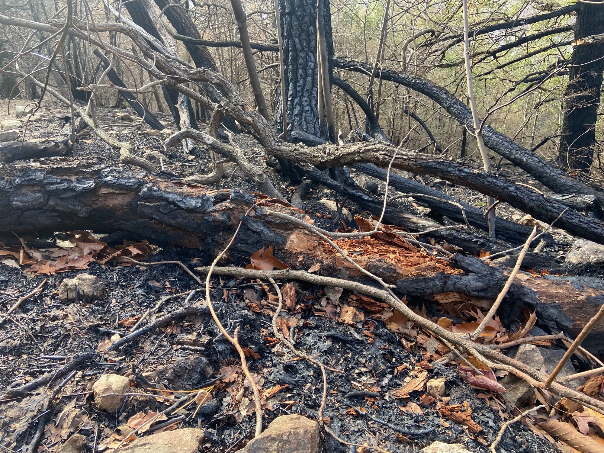 Charred landscape in the aftermath of the Blue Mountain fire was evident in this photo taken Wednesday, Nov. 27, 2024.