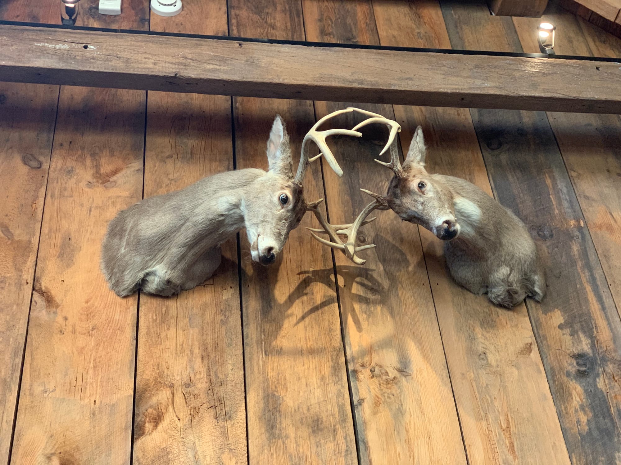 There is plenty of hunting on the land