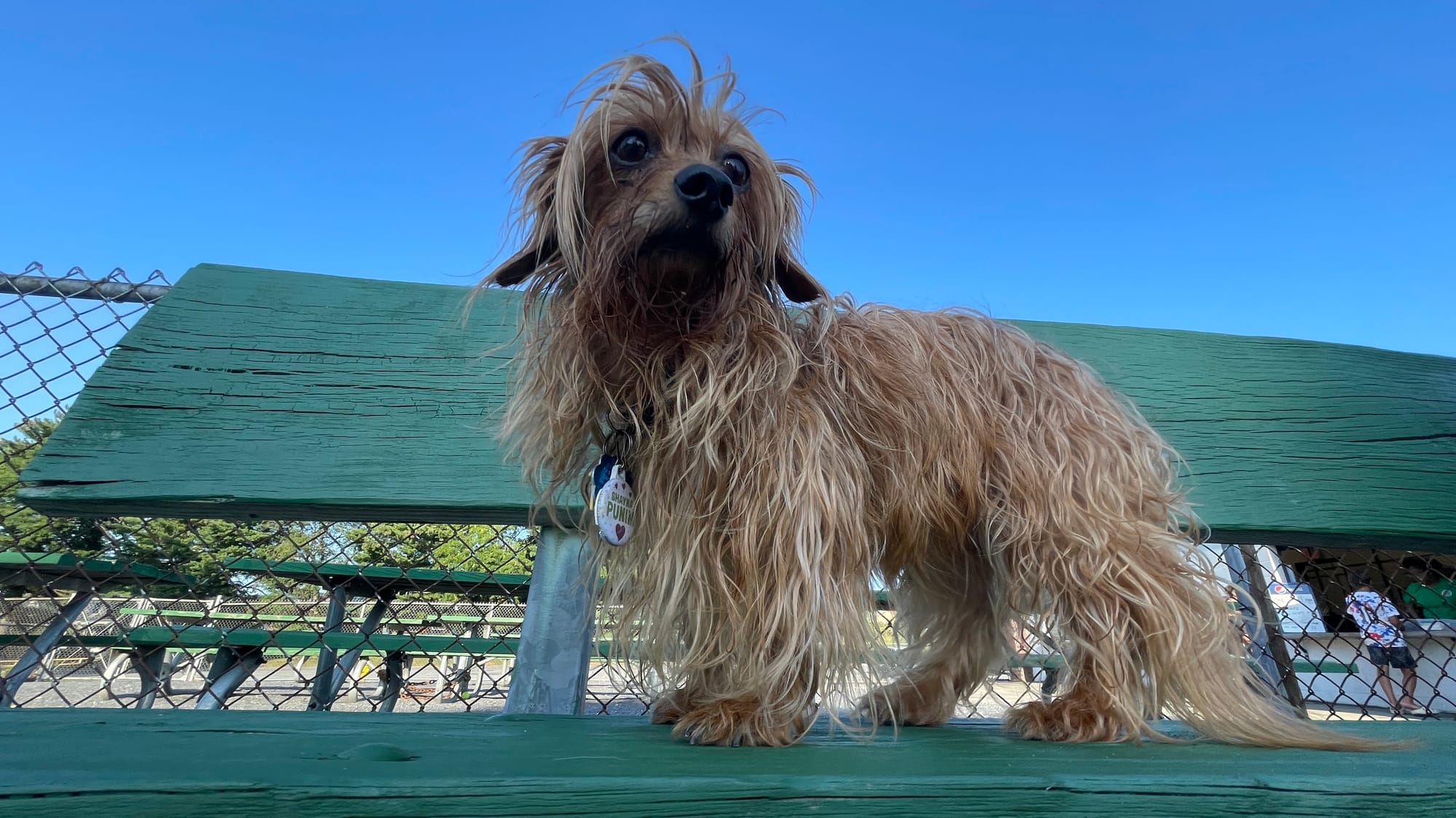 Nina, 8, a Dachshund-Yorkie mix, takes a minute to dry off after a swim at the 18th Annual Doggie Dip Days in Allentown. Phot