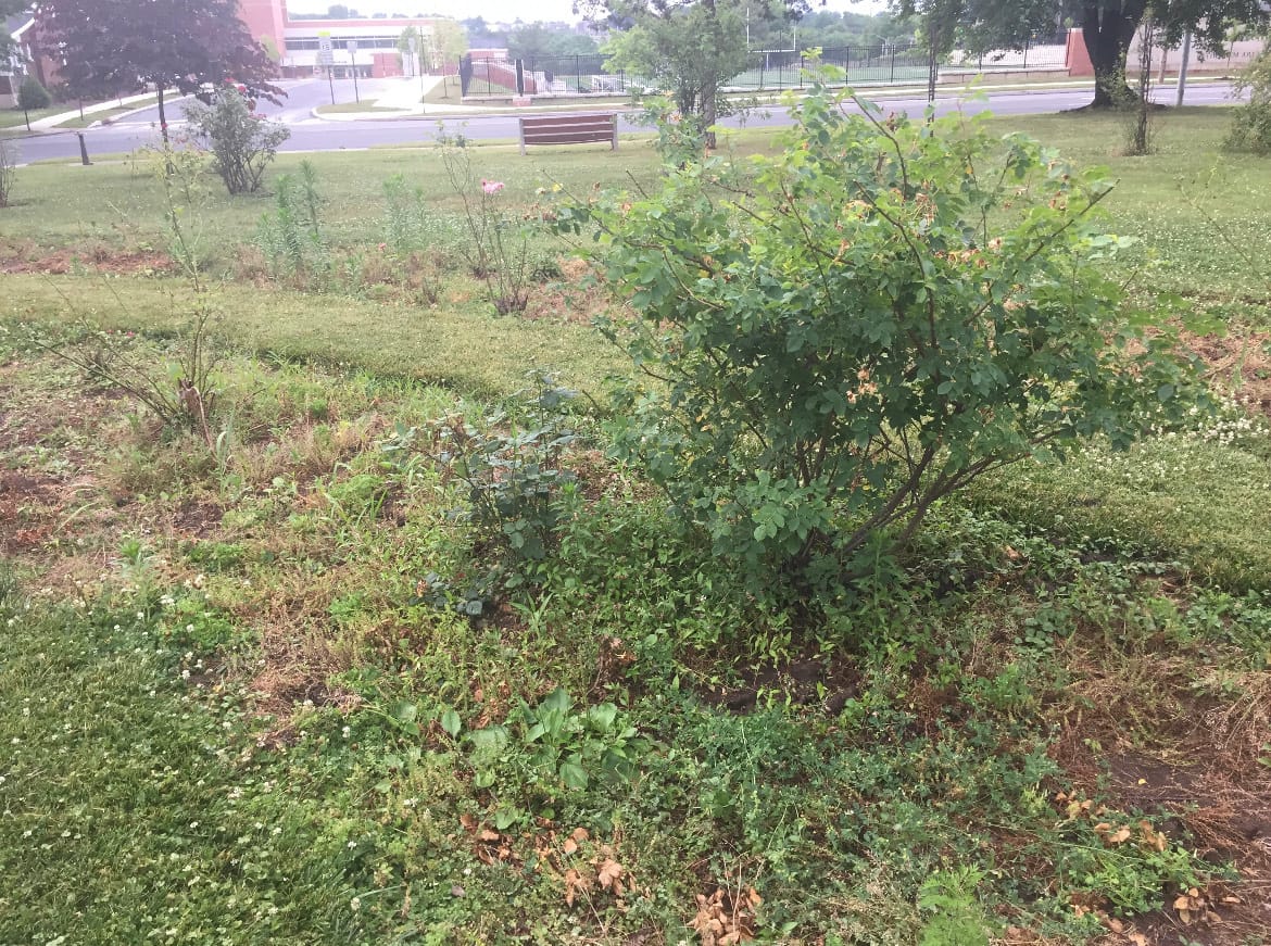 A view of the garden looking north toward Nitschmann Middle School.