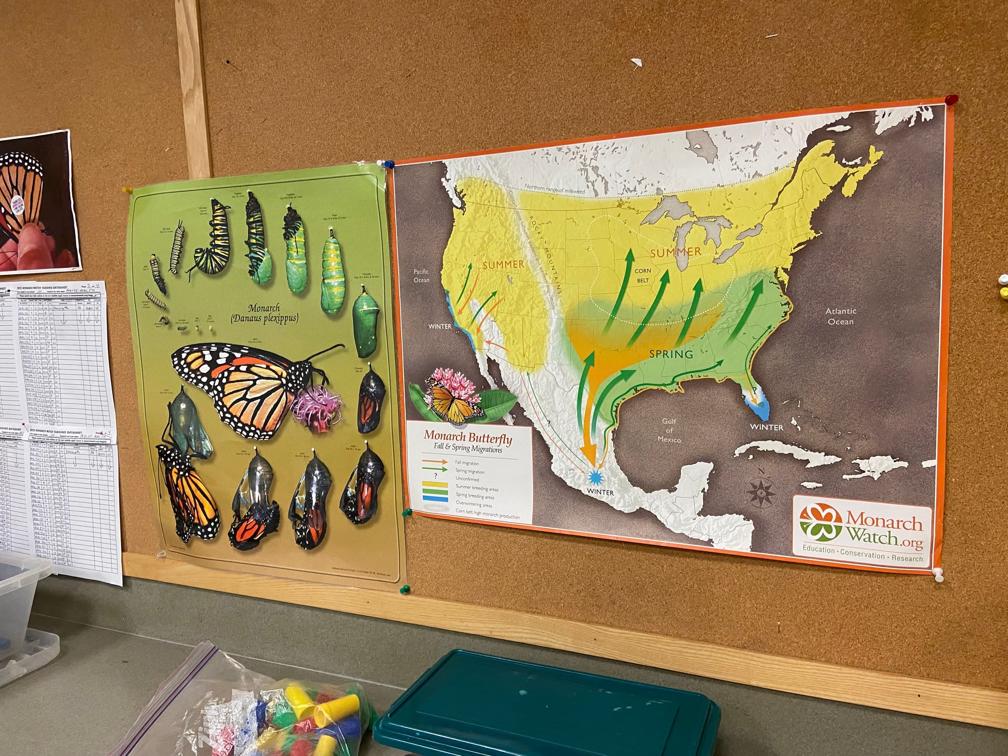 Officials at Jacobsburg Environmental Education Center on Wednesday held their annual "Monarch Madness" event for adults. Vol