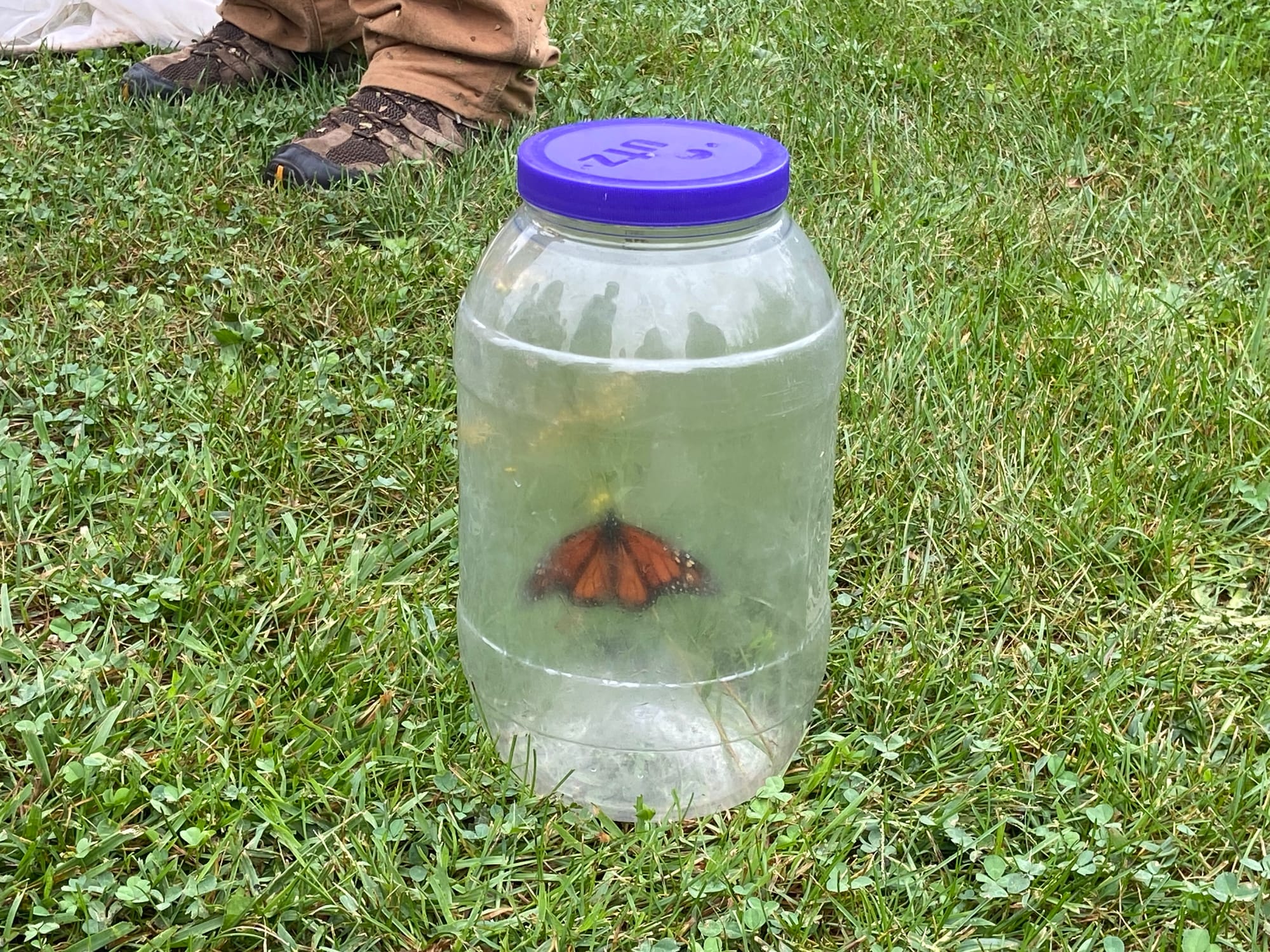 Officials at Jacobsburg Environmental Education Center on Wednesday held their annual "Monarch Madness" event for adults. Vol