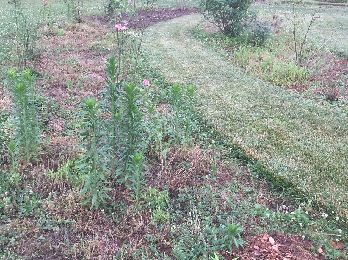 The garden suffered from weed-filled beds.