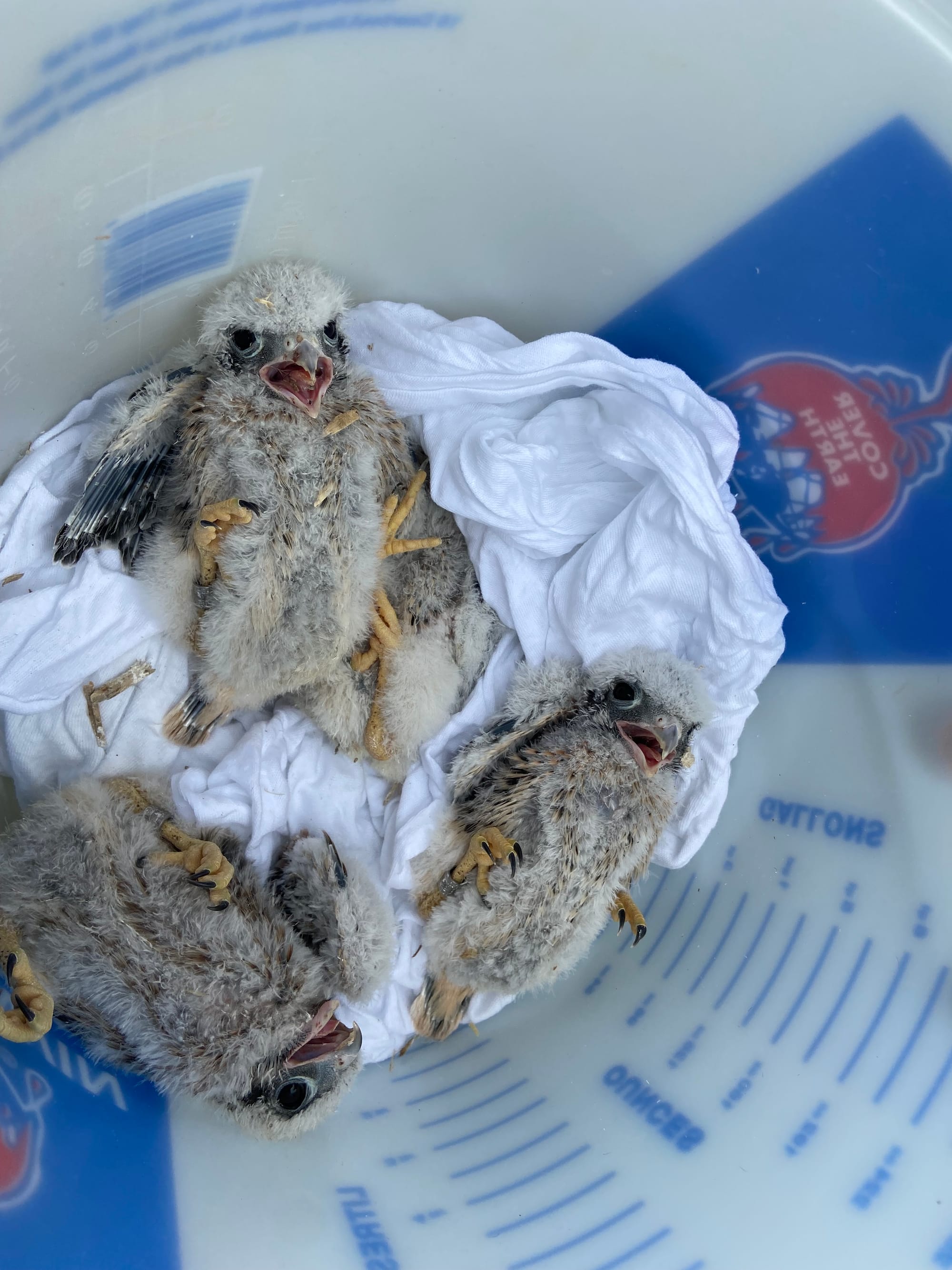 Five American kestrels, four male and one female, were banded Thursday afternoon at Grand Central Landfill in Pen Argyl.