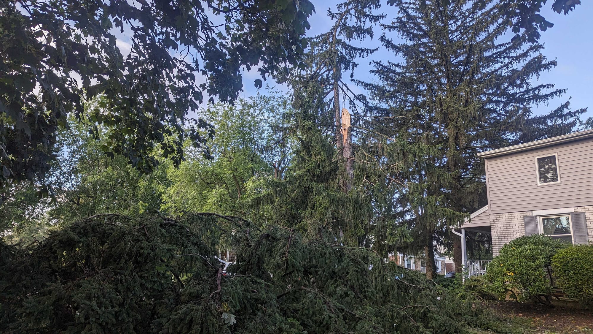 Massive tree was shredded at E. Woodlawn and Wahneta streets.