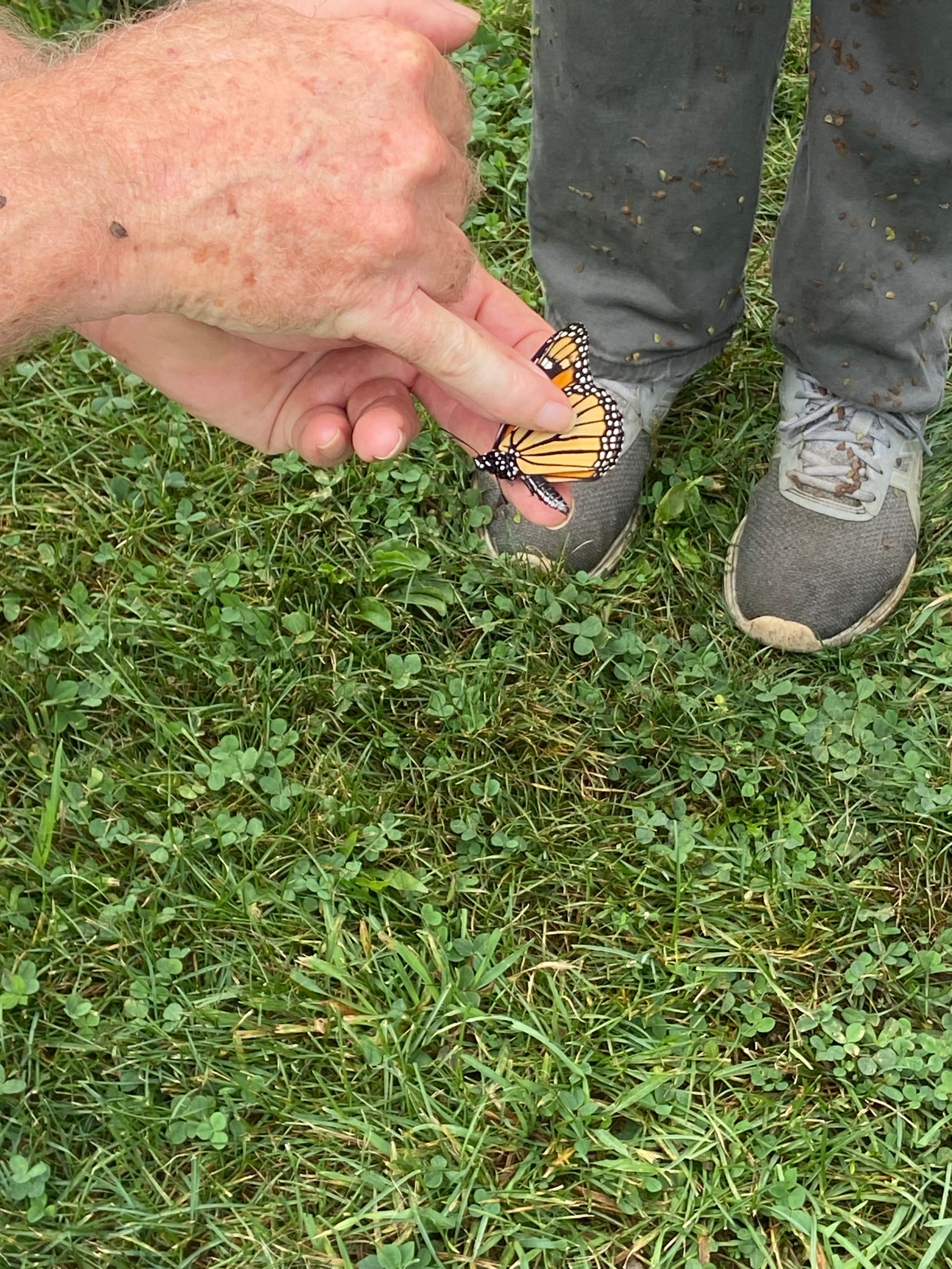 Officials at Jacobsburg Environmental Education Center on Wednesday held their annual "Monarch Madness" event for adults. Vol