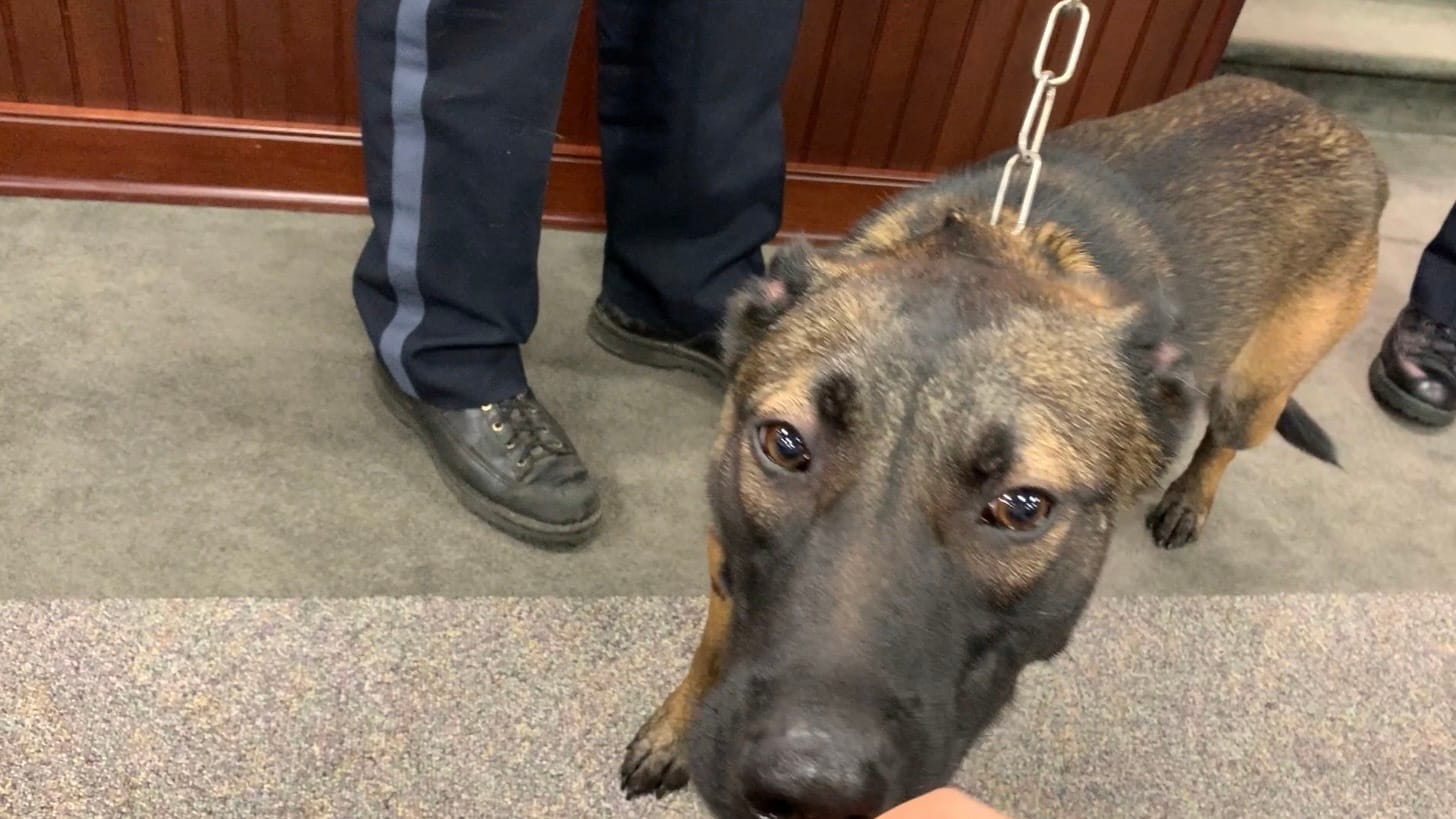 K-9 Nyala at the Upper Macungie Board of Supervisors meeting.