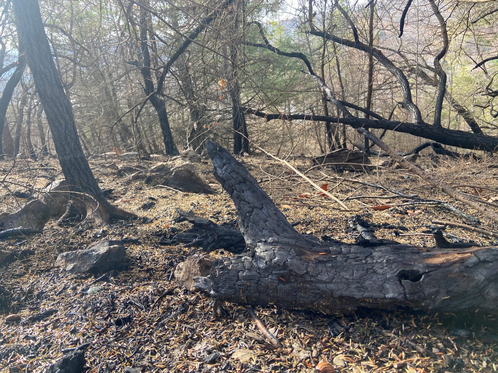 The charred remains of a tree in the aftermath of the Blue Mountain fire. Photo taken Wednesday, Nov. 27, 2024.