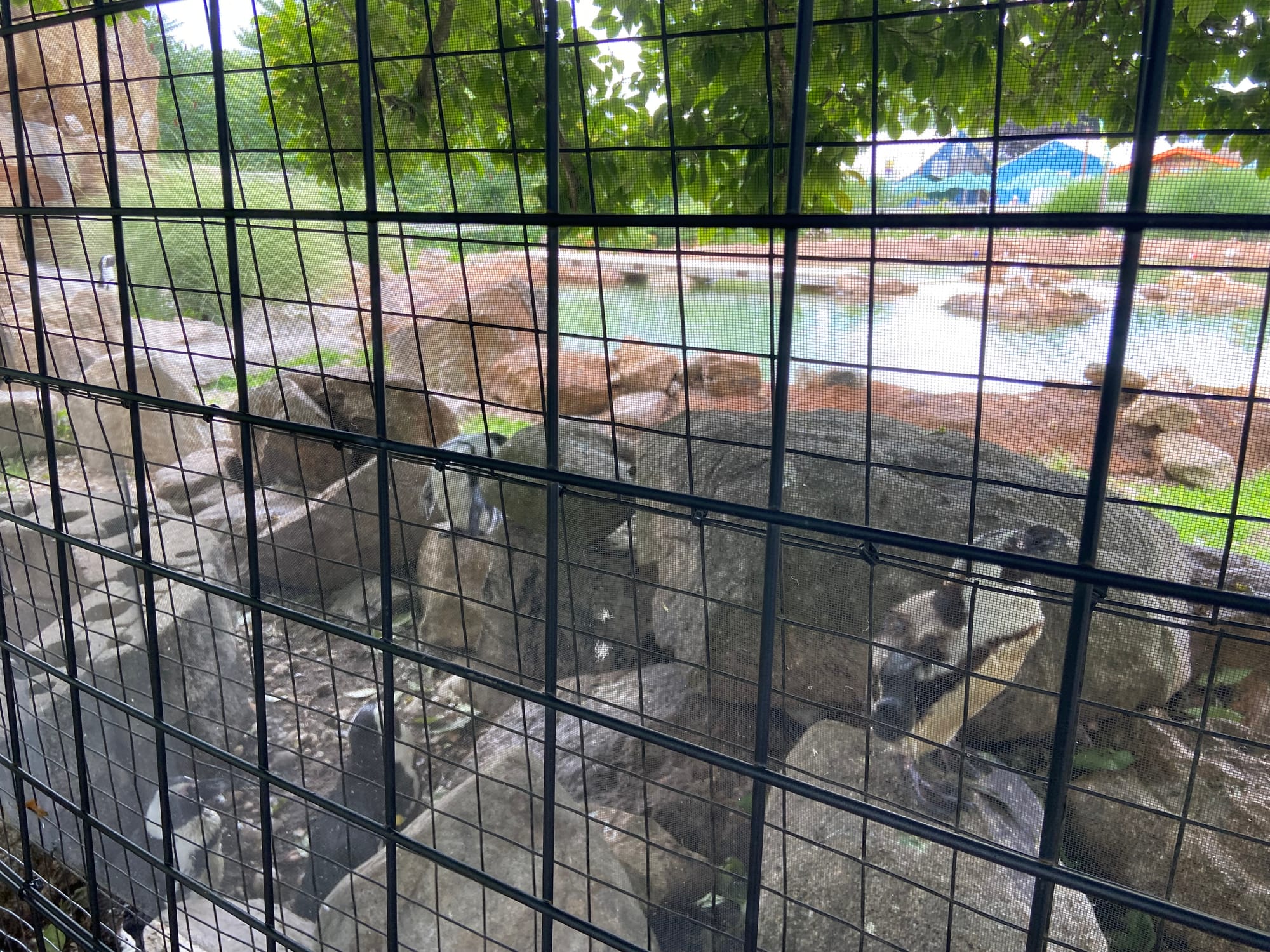 The Lehigh Valley Zoo on Tuesday held its annual "Independence Day Celebration." The event included patriotic enrichment for 