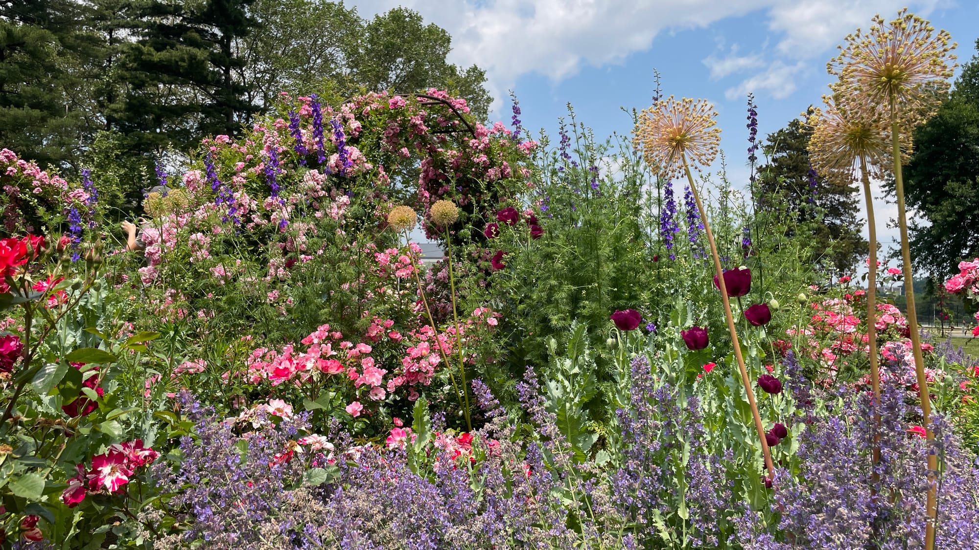 A colorful spread from Bethlehem's Rose Garden. Gladiator Alliums stand tall in the right portion of the photo.