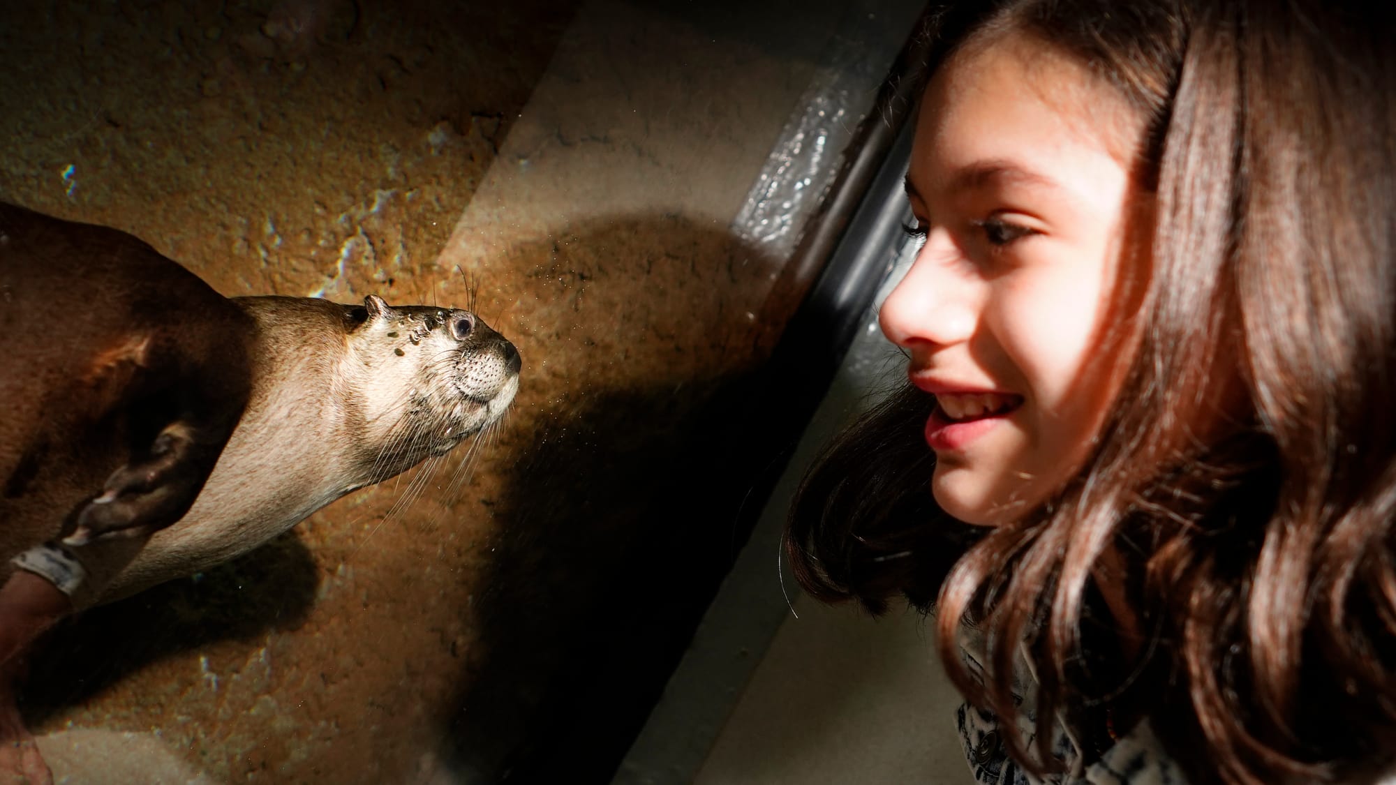 Maya Carajal, 11, of Allentown comes face to face with an otter. The Da Vinci Science Center at 815 Hamilton Street, Allentow