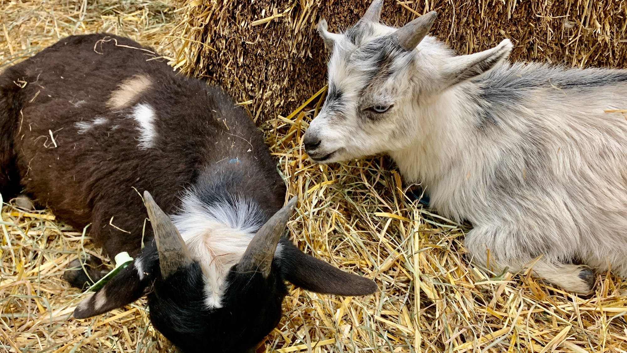 Baby goats at the Steinmetz Family Farm's Baby Goat Snuggling.
