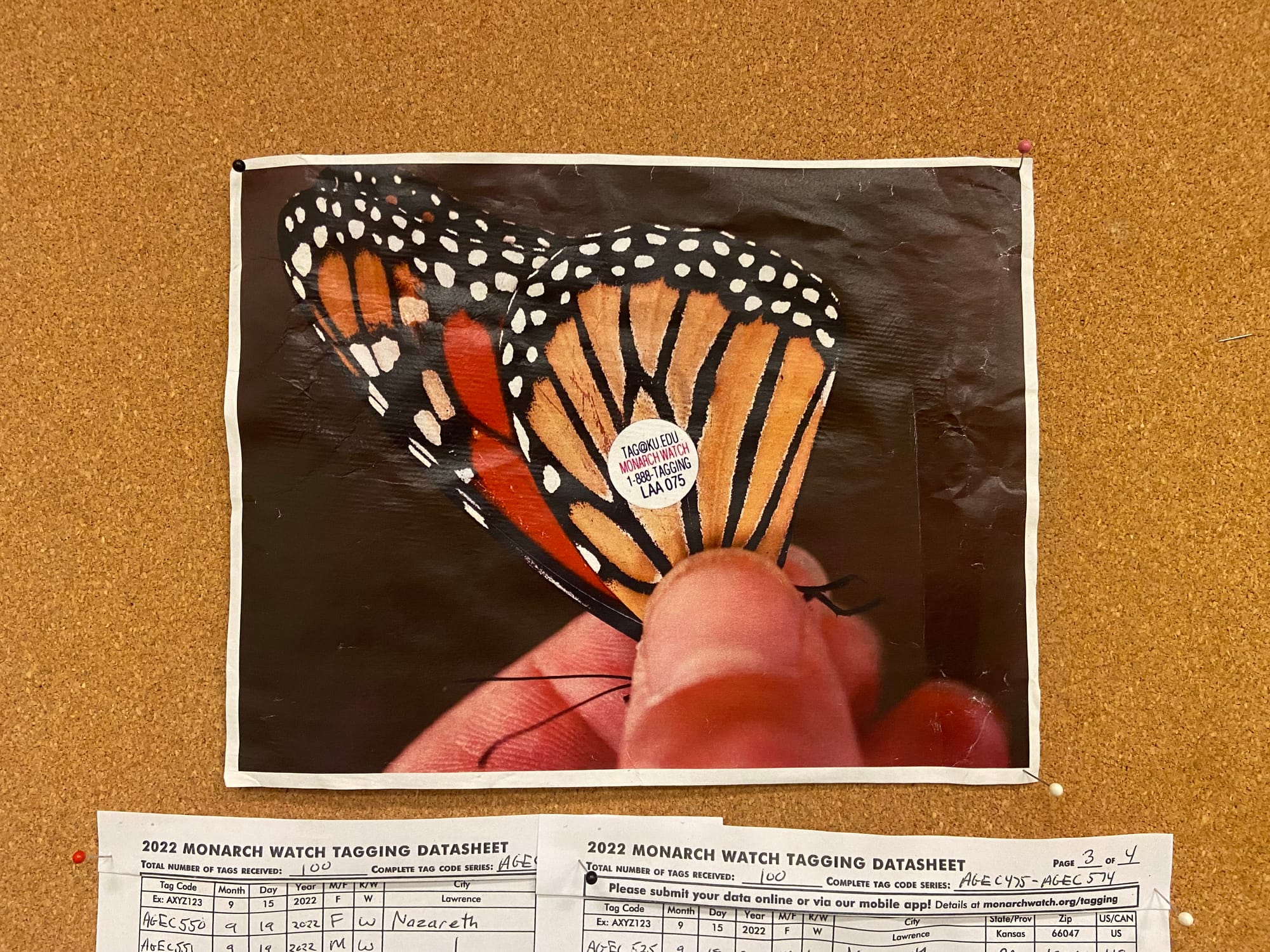 Officials at Jacobsburg Environmental Education Center on Wednesday held their annual "Monarch Madness" event for adults. Vol
