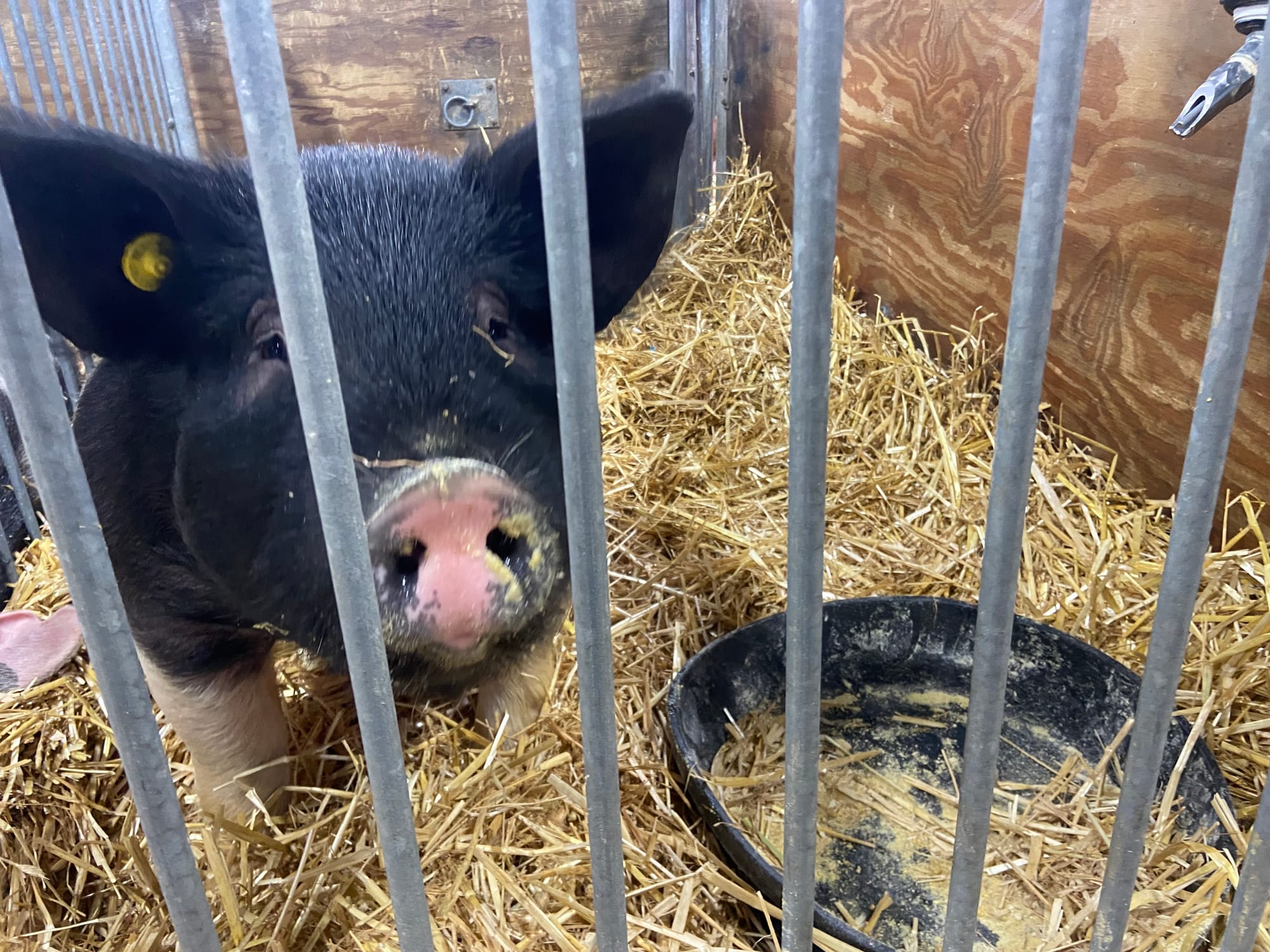 The 109th PA Farm Show opened Friday. Billed as the largest indoor agricultural event in the world, it includes 24 acres of a