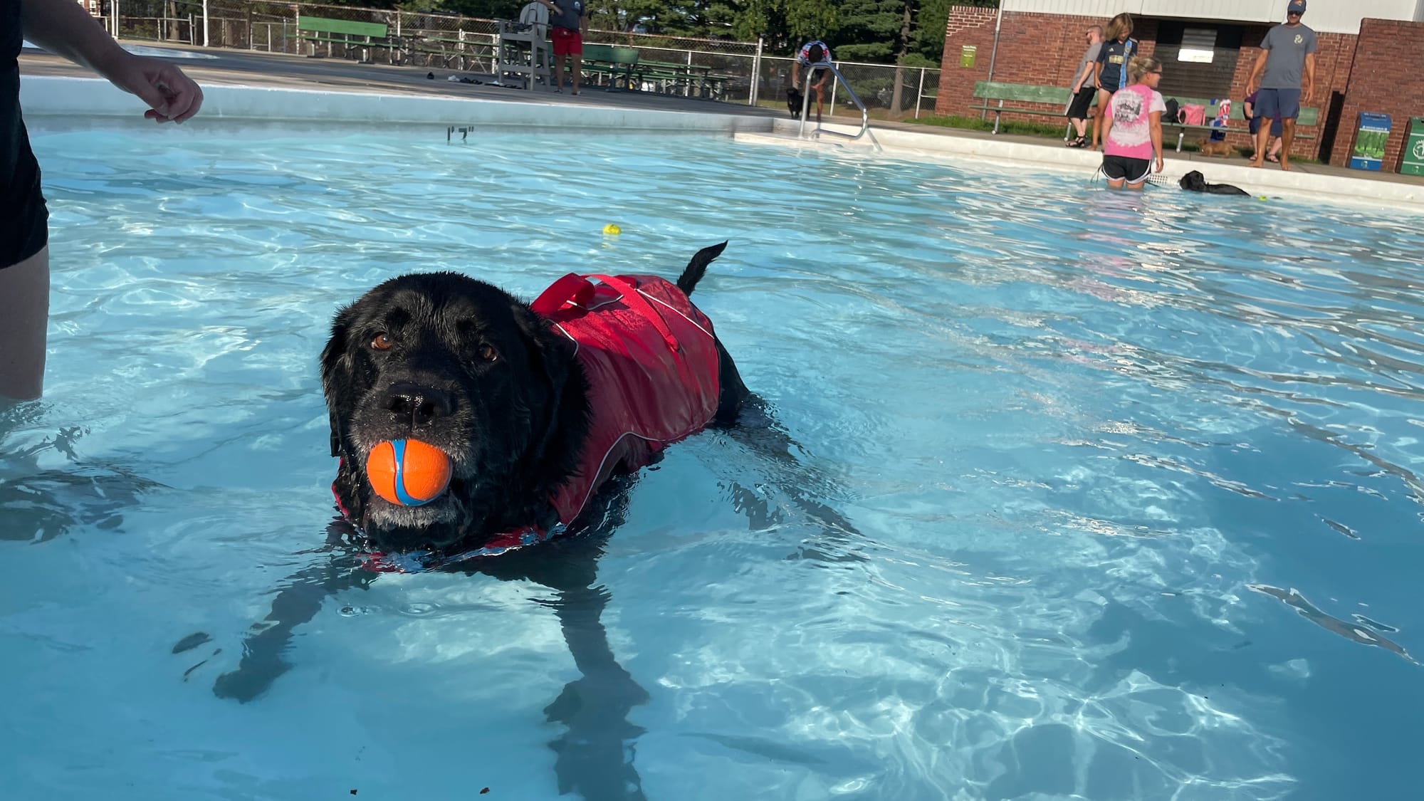 Grizzly Bear, 7, a Labrador-English Mastiff mix, secures the package at the 18th Annual Doggie Dip Days in Allentown. Photo t