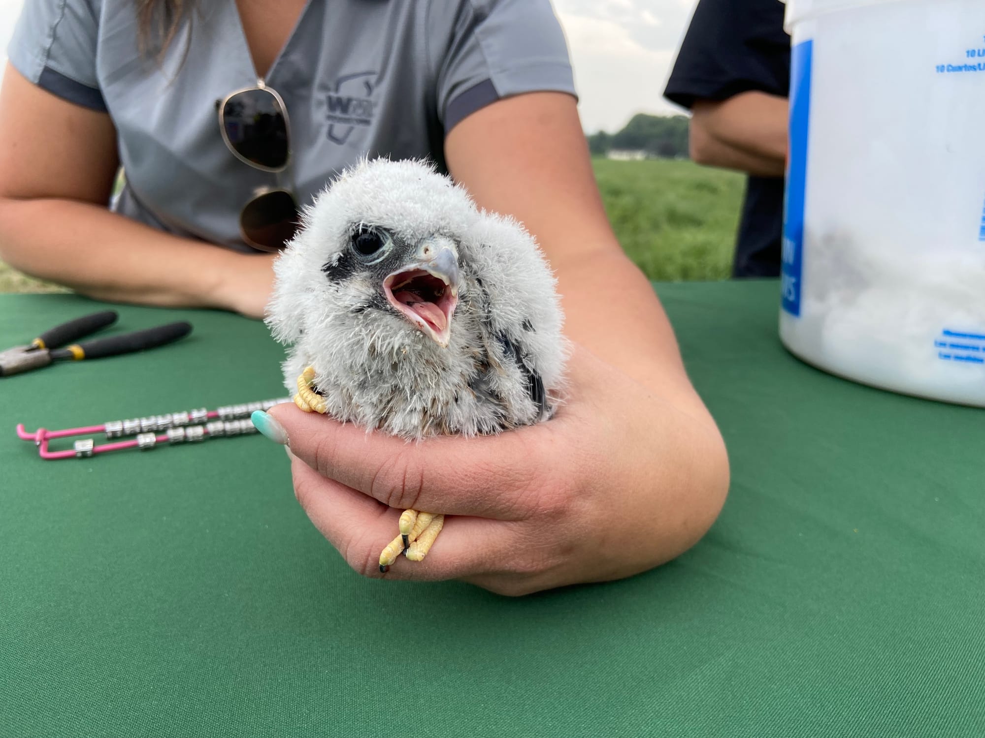 Five American kestrels, four male and one female, were banded Thursday afternoon at Grand Central Landfill in Pen Argyl.