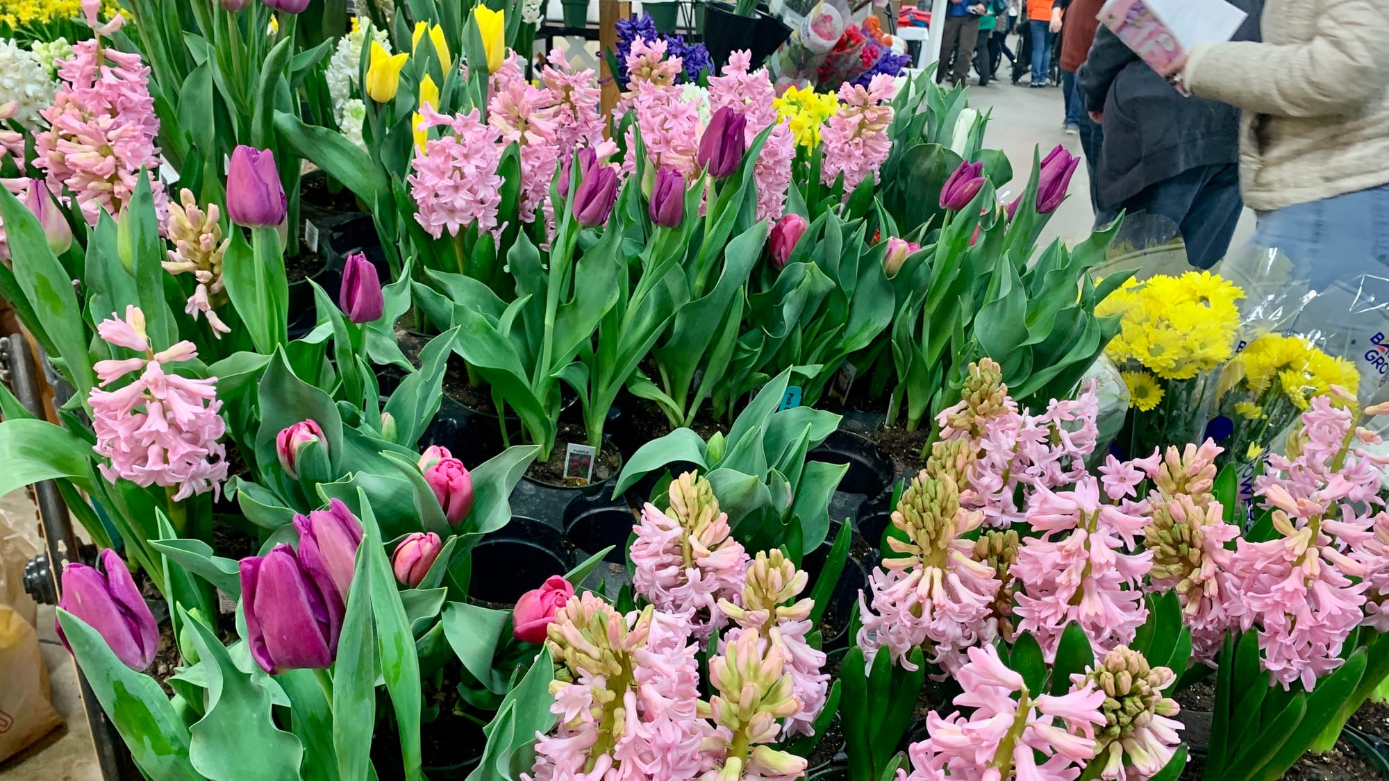 Flowers for sale at the 2024 Lehigh Valley Flower & Garden Show.