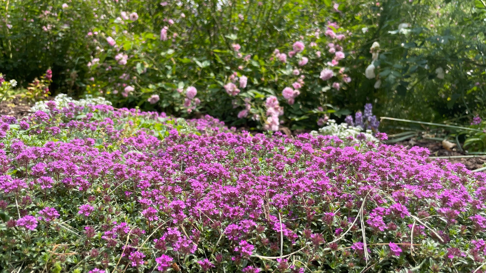 Flowering Thyme with Sweet Alyssum close by.